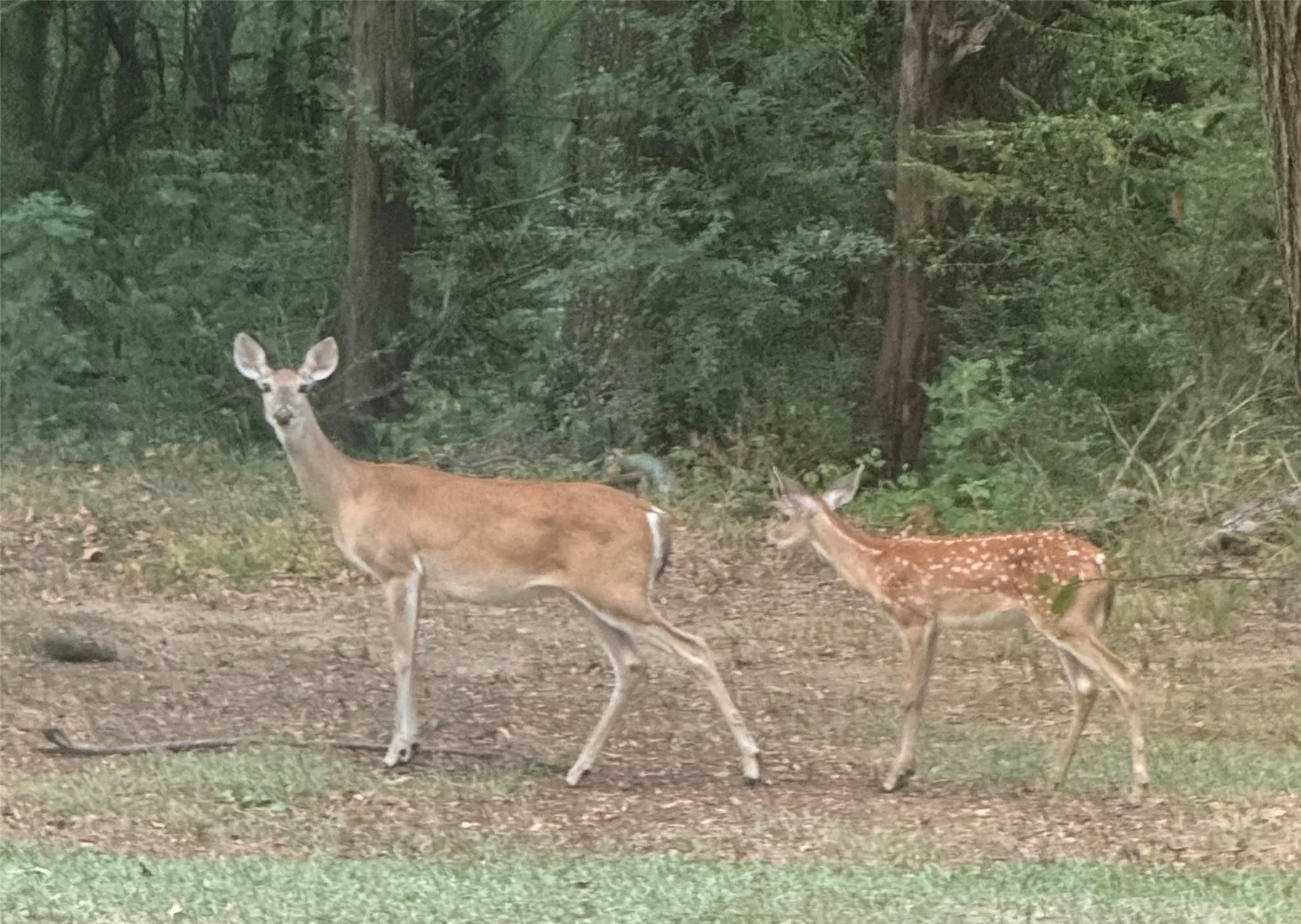 Doe and Fawn Aug 2026