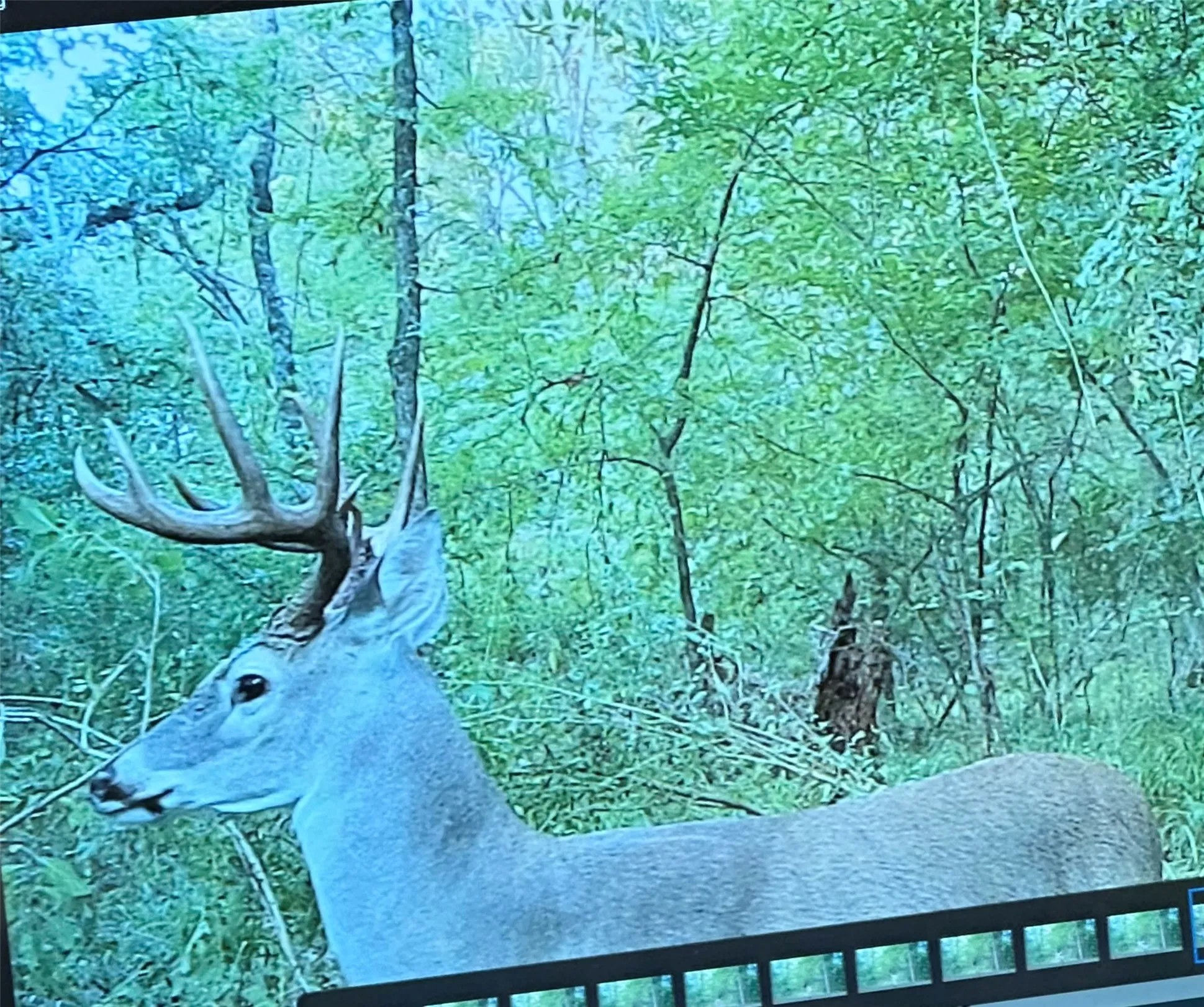 Buck Dec 2025