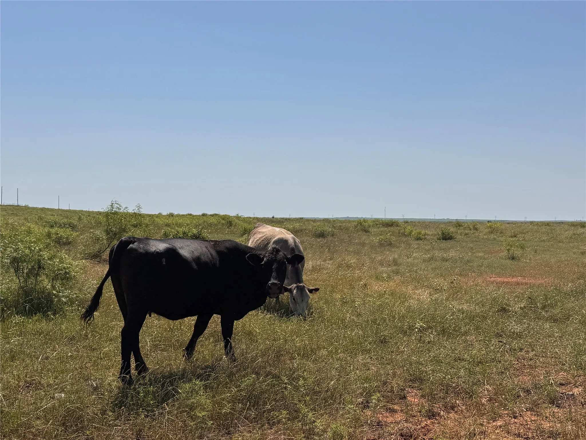Unimproved Land For Sale in Montague County , Lot 30 High Plains Trail, Bellevue, Texas 76228, 0, 0, Garage spaces, 0 Sqft, built in 0, Price $134,900, mls#21245105, Real Estate Agent in Bellevue, Homes For Sale in Montague county, Homes For Sale in Bellevue, Realtor in Bellevue Texas, Real Estate Brokerage Independent Realty Texas, Luminita Cordes Realtor