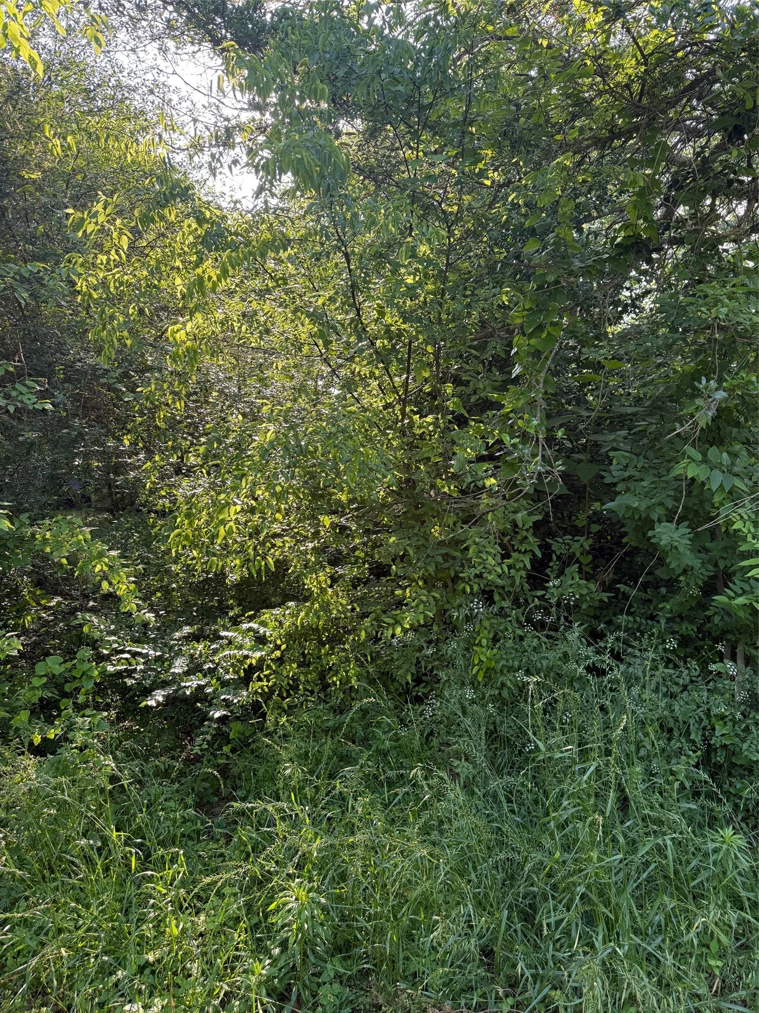Unimproved Land For Sale in Henderson County , 10946 Clover Lane, Berryville, Texas 75763, 0, 0, Garage spaces, 0 Sqft, built in 0, mls#21241928, Real Estate Agent in Berryville, Homes For Sale in Henderson county, Homes For Sale in Berryville, Realtor in Berryville Texas, Real Estate Brokerage Independent Realty Texas, Luminita Cordes Realtor