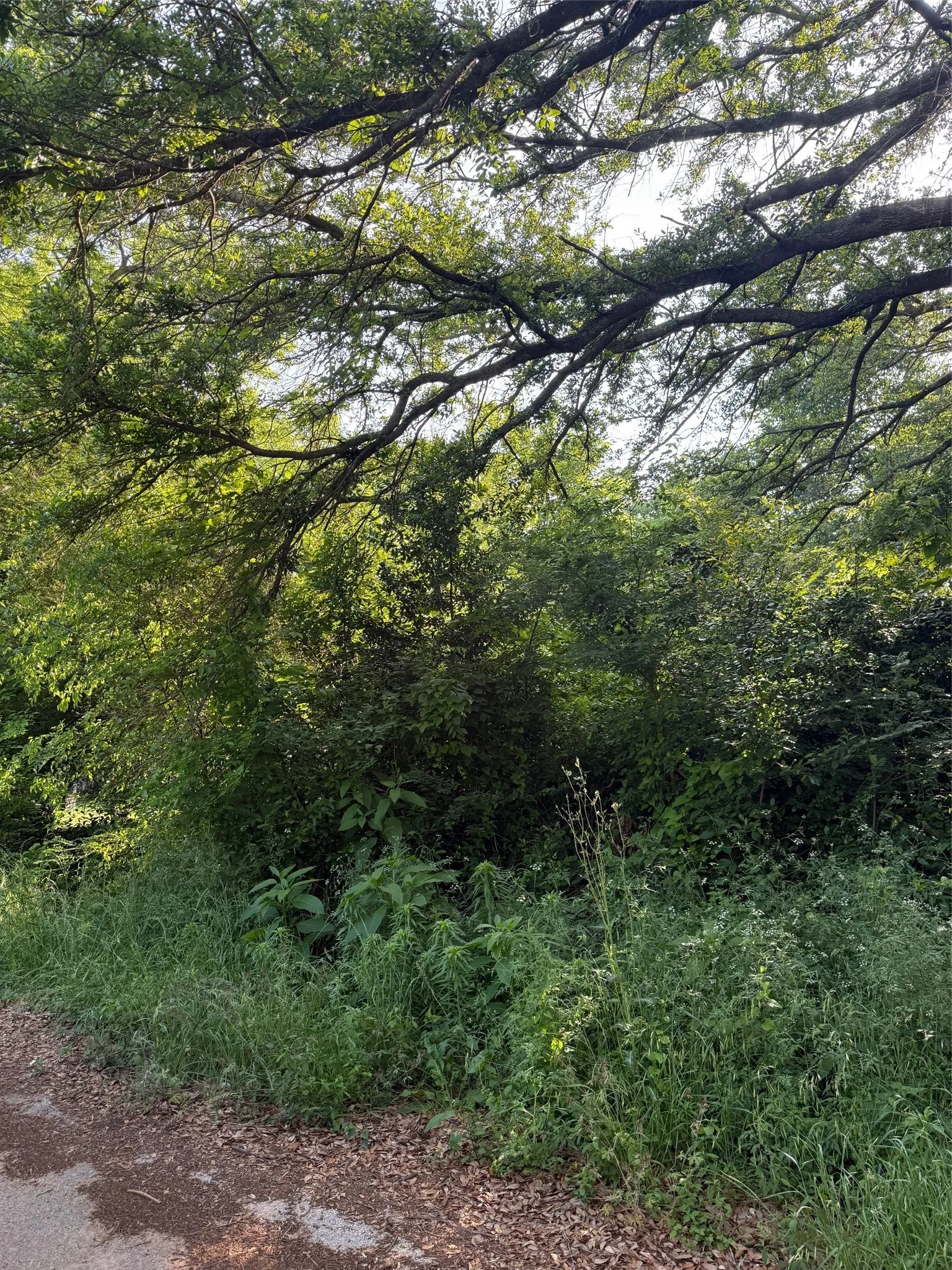 Unimproved Land For Sale in Henderson County , 10946 Clover Lane, Berryville, Texas 75763, 0, 0, Garage spaces, 0 Sqft, built in 0, mls#21241928, Real Estate Agent in Berryville, Homes For Sale in Henderson county, Homes For Sale in Berryville, Realtor in Berryville Texas, Real Estate Brokerage Independent Realty Texas, Luminita Cordes Realtor
