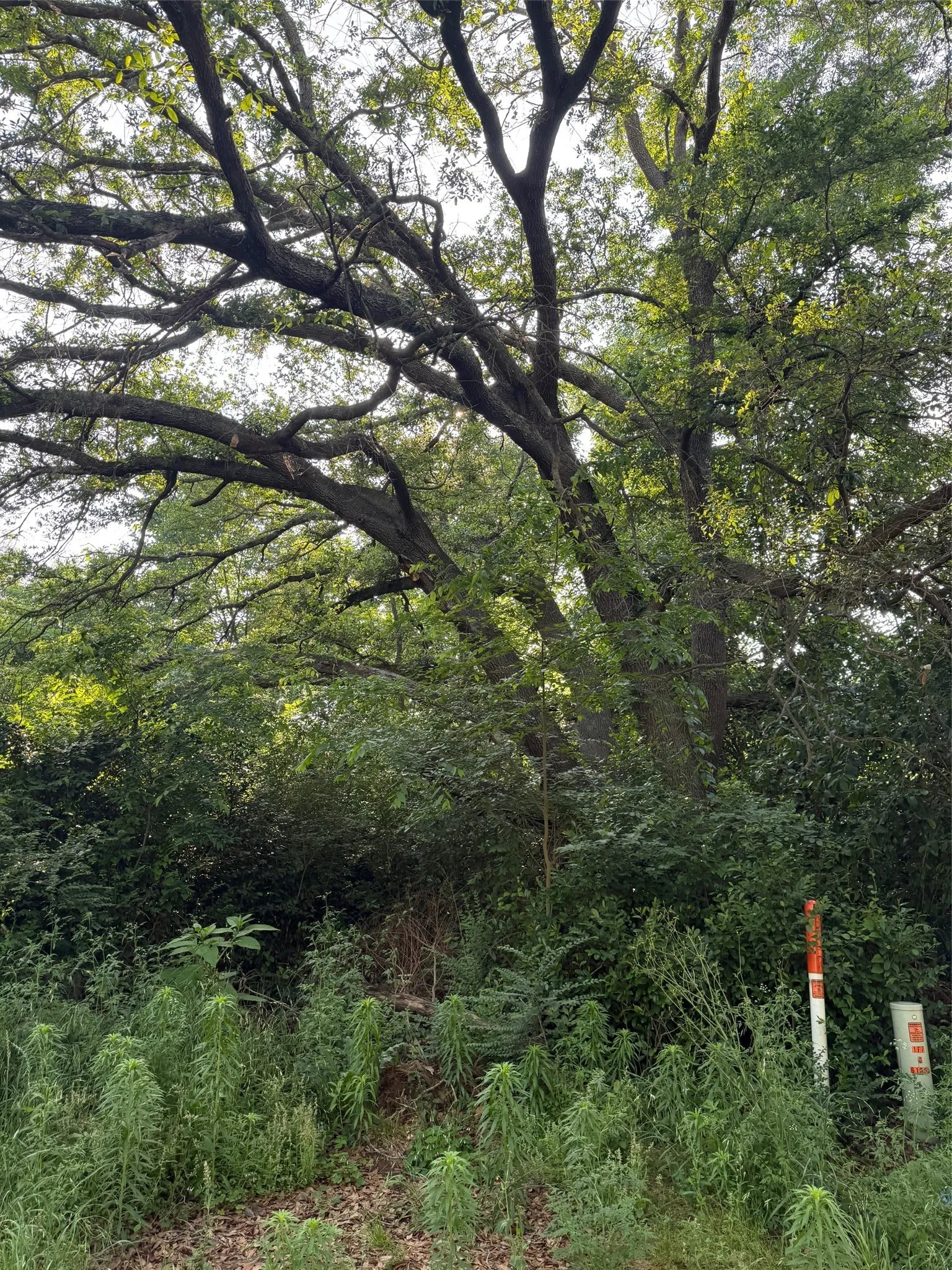 Unimproved Land For Sale in Henderson County , 10946 Clover Lane, Berryville, Texas 75763, 0, 0, Garage spaces, 0 Sqft, built in 0, mls#21241928, Real Estate Agent in Berryville, Homes For Sale in Henderson county, Homes For Sale in Berryville, Realtor in Berryville Texas, Real Estate Brokerage Independent Realty Texas, Luminita Cordes Realtor