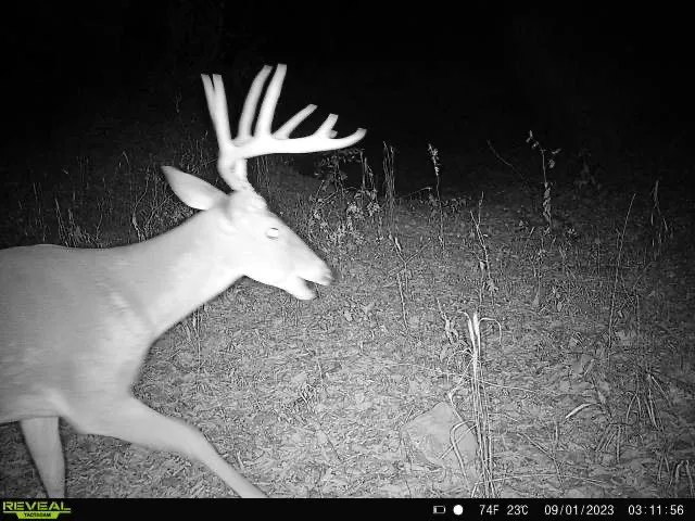 Wildlife is abundant!