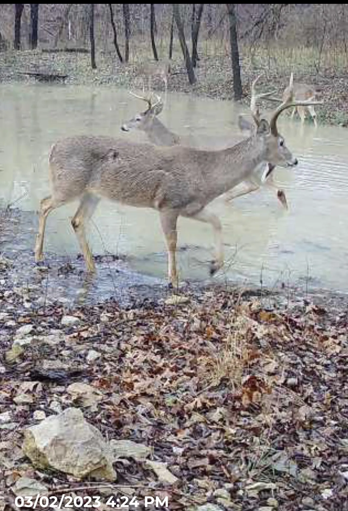 Ranch For Sale in Grayson County , 432 Acres Slickum Slough Road, Whitesboro, Texas 76273, 0, 0, Garage spaces, 0 Sqft, built in 0, mls#21240762, Real Estate Agent in Whitesboro, Homes For Sale in Grayson county, Homes For Sale in Whitesboro, Realtor in Whitesboro Texas, Real Estate Brokerage Independent Realty Texas, Luminita Cordes Realtor