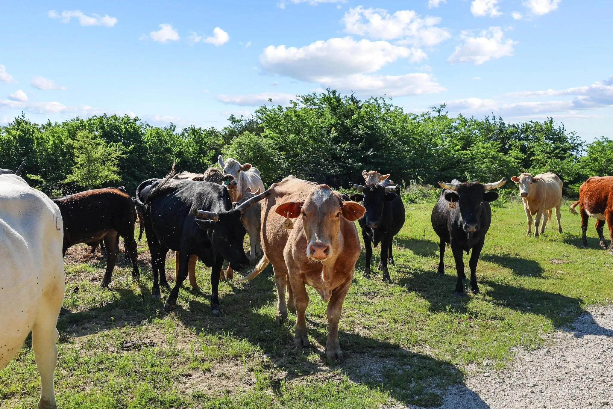 The property is fenced for cattle!