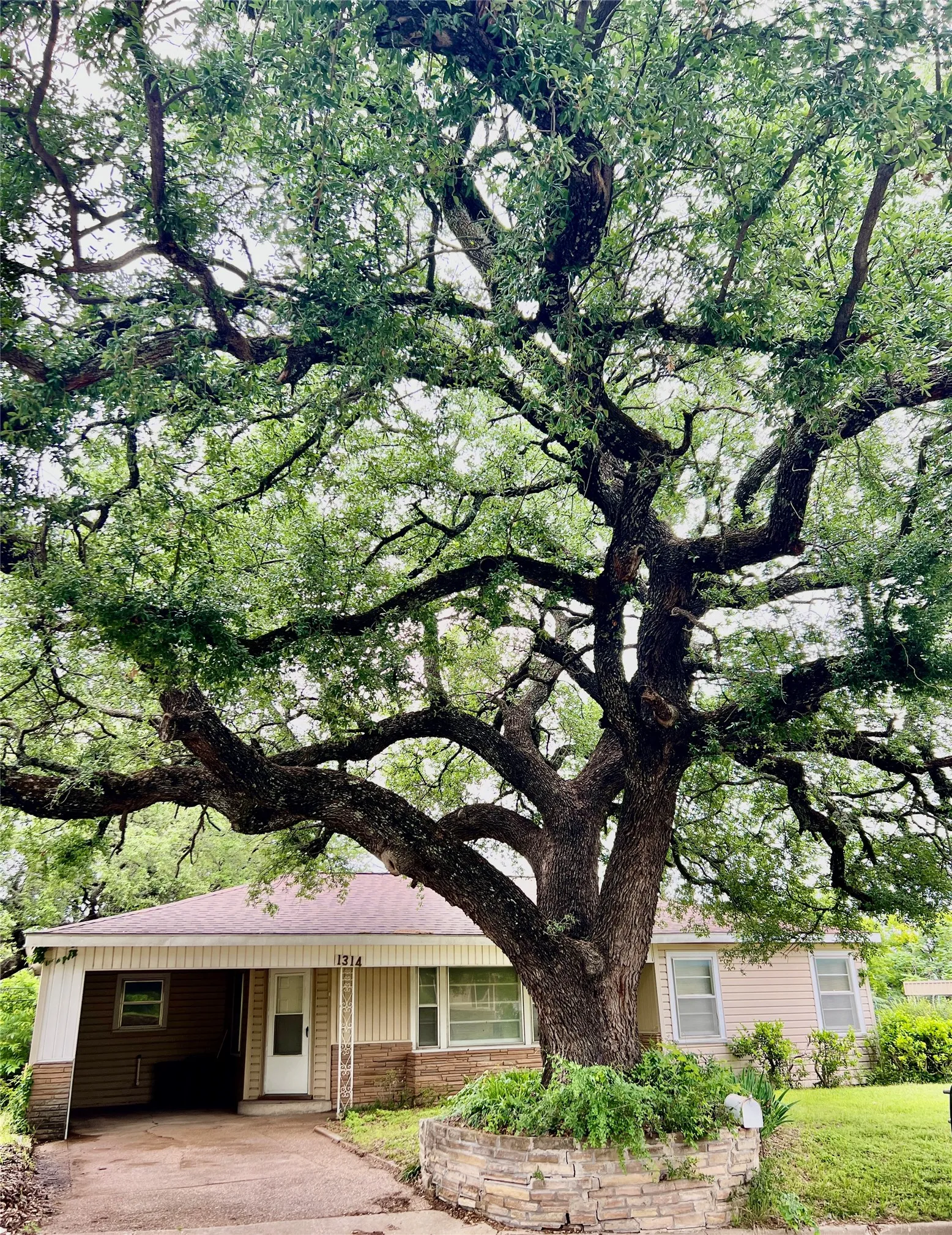 Amazing Old Tree to Shade Your Front Yard