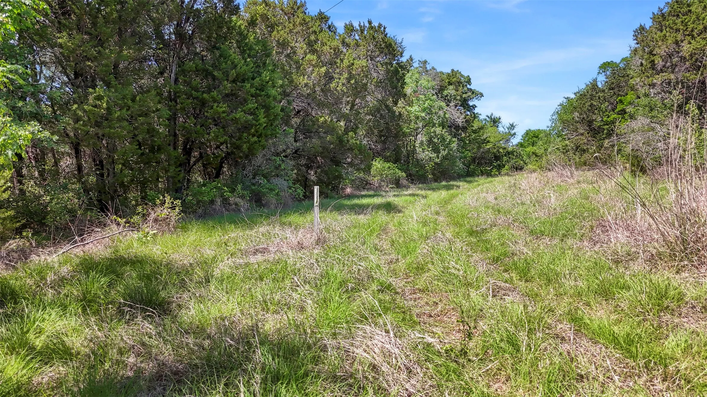Expansive open land featuring a clear path, varied green and dry grasses, and dense mature trees flanking both sides