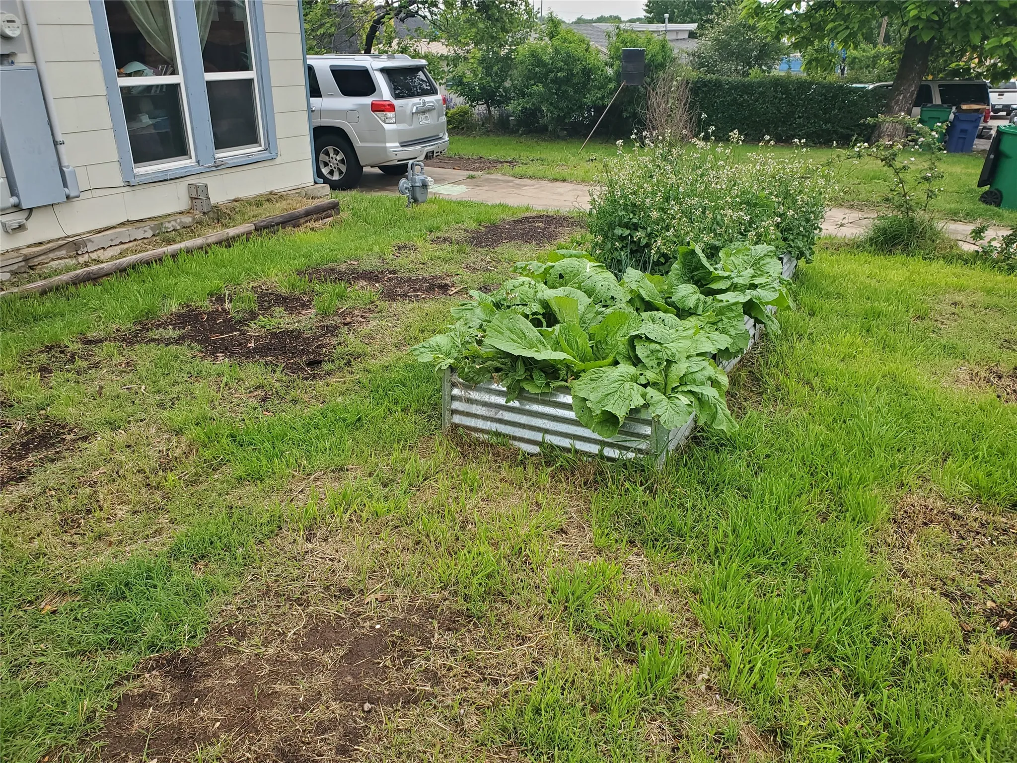 Galvanized steel raised garden beds with lush green plants
