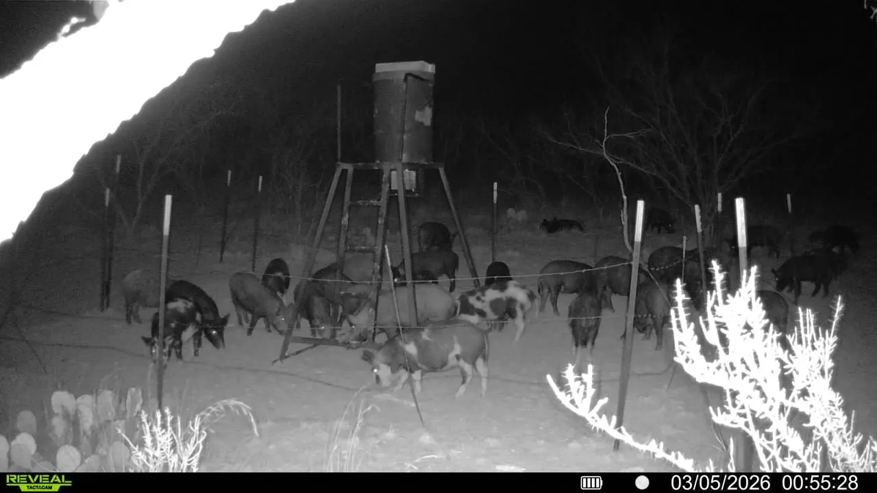Wild pigs at the feeder.