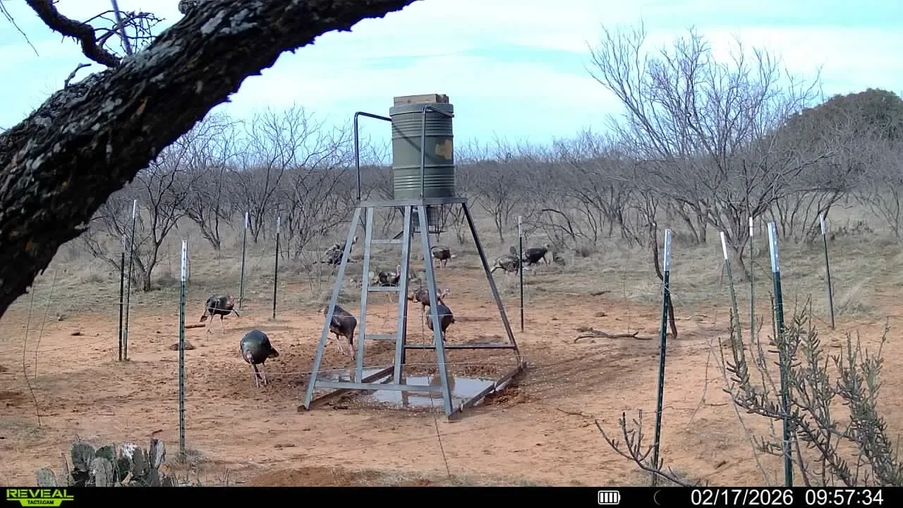Wildlife including deer, hogs, and turkey.