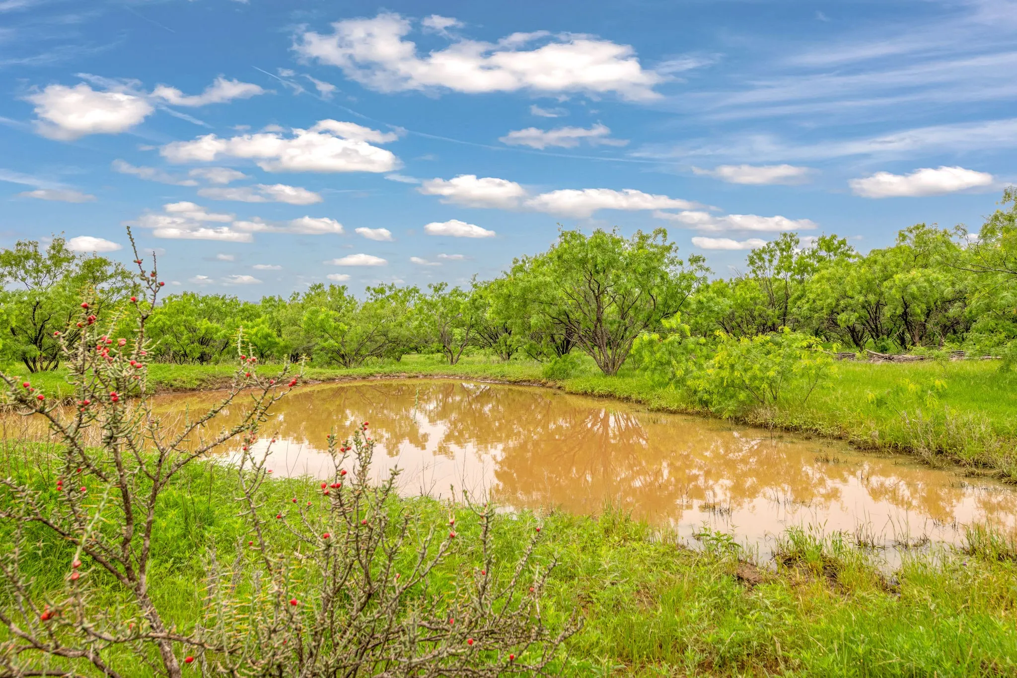 Natural pond surrounded by abundant trees and verdant foliage. Located to North of shop.