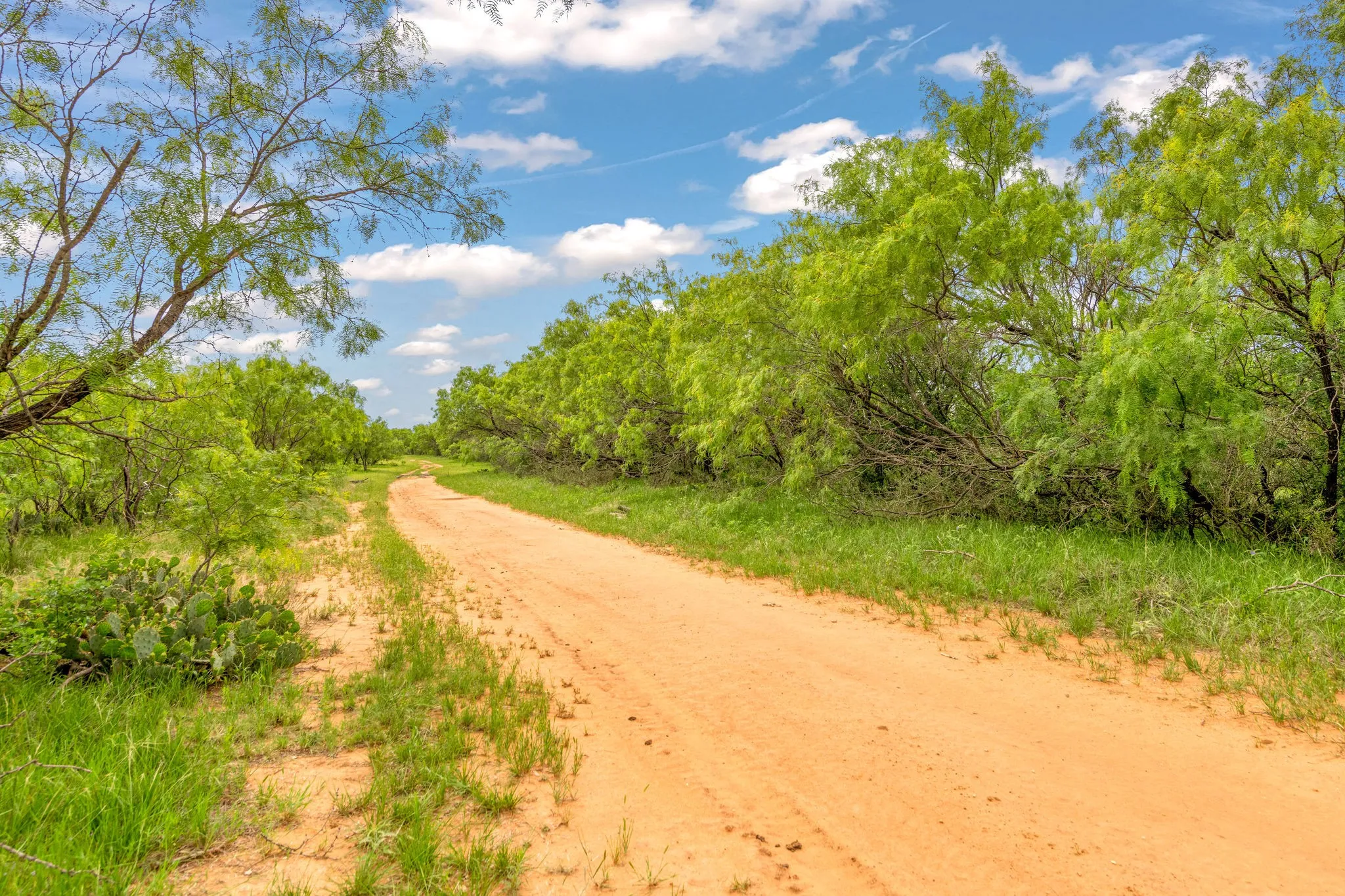 Dirt road winding through the property flanked by mesquites.