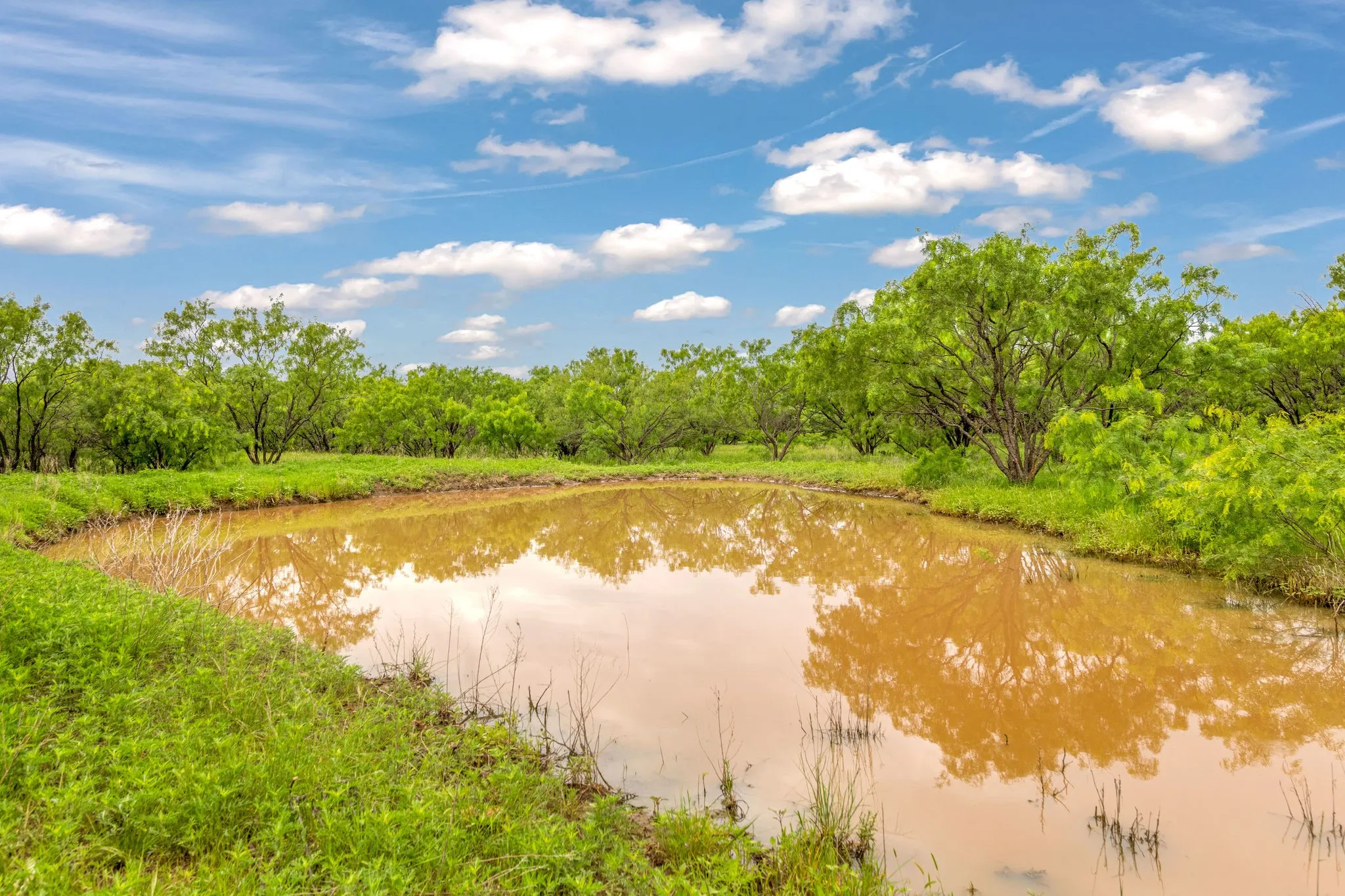 Natural pond surrounded by mature green foliage and lush grass
