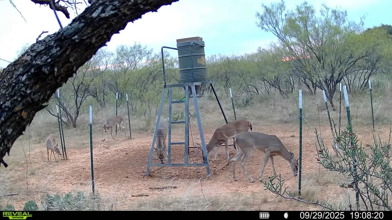 Deer feeding.