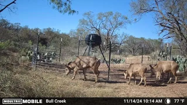 Ranch For Sale in Coleman County , 1853 County Road 220, Rockwood, Texas 76873, 0, 0, Garage spaces, 0 Sqft, built in 0, mls#21248758, Real Estate Agent in Rockwood, Homes For Sale in Coleman county, Homes For Sale in Rockwood, Realtor in Rockwood Texas, Real Estate Brokerage Independent Realty Texas, Luminita Cordes Realtor