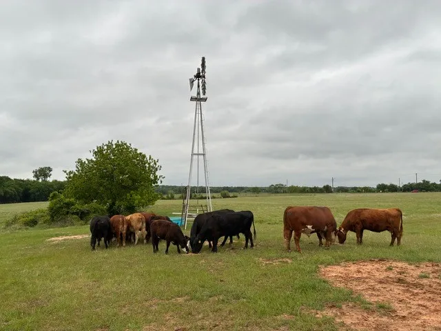 Unimproved Land For Sale in Parker County , 599 Lone Star, Poolville, Texas 76487, 0, 0, Garage spaces, 0 Sqft, built in 0, Price $875,000, mls#21248432, Real Estate Agent in Poolville, Homes For Sale in Parker county, Homes For Sale in Poolville, Realtor in Poolville Texas, Real Estate Brokerage Independent Realty Texas, Luminita Cordes Realtor