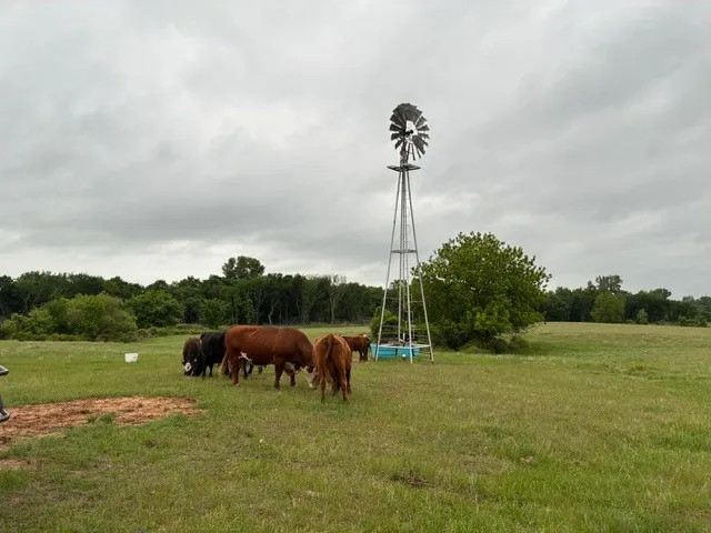 Unimproved Land For Sale in Parker County , 599 Lone Star, Poolville, Texas 76487, 0, 0, Garage spaces, 0 Sqft, built in 0, Price $875,000, mls#21248432, Real Estate Agent in Poolville, Homes For Sale in Parker county, Homes For Sale in Poolville, Realtor in Poolville Texas, Real Estate Brokerage Independent Realty Texas, Luminita Cordes Realtor