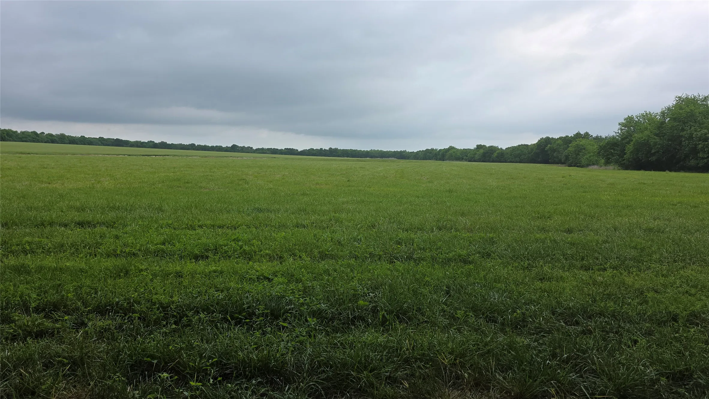 Expansive green field surrounded by a tree line