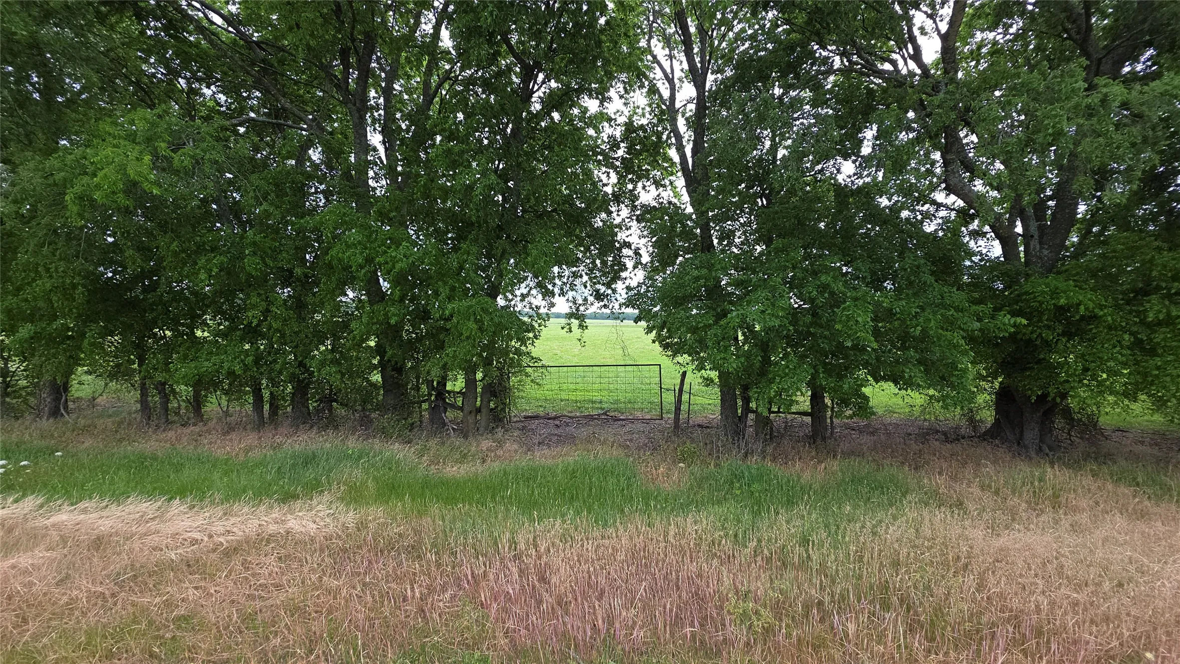 Expansive green landscape featuring a mature tree line, a metal gate, and open fields beyond