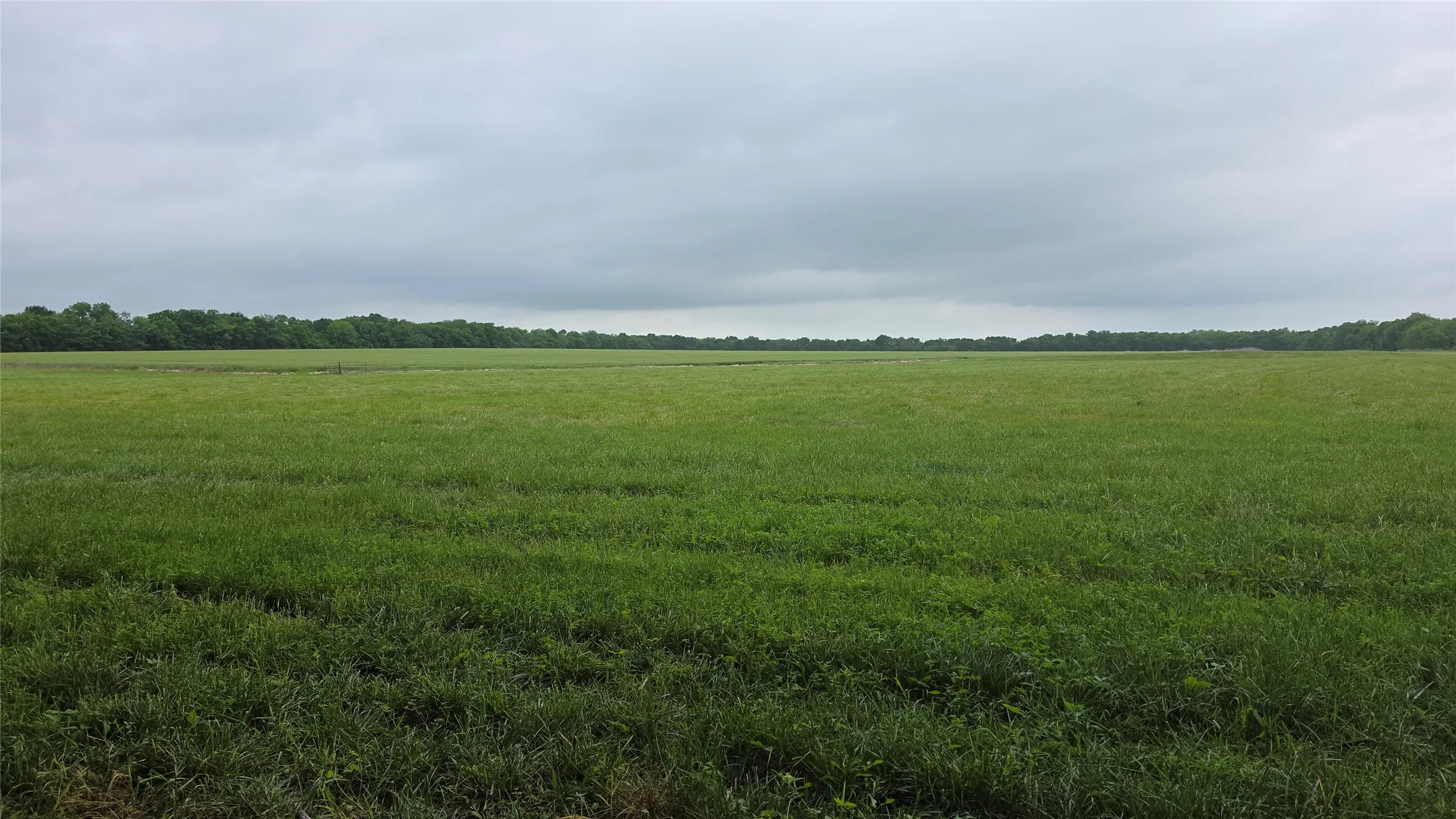 Expansive green field with a distant tree line