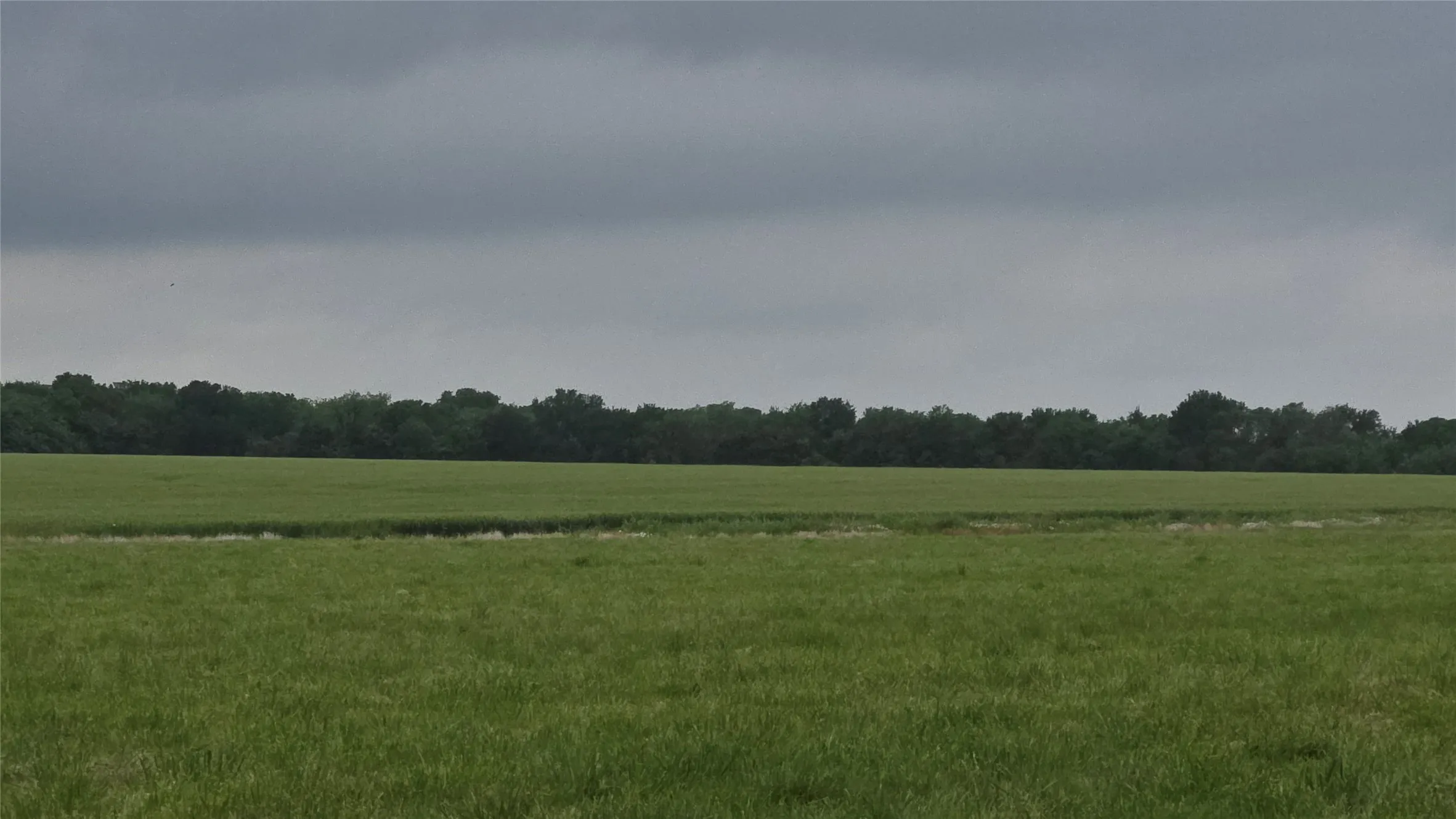 Expansive green pasture with a tree line horizon