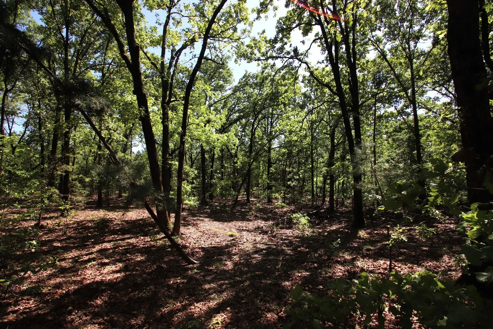 Unimproved Land For Sale in Wood County , TBD CR 4552, Winnsboro, Texas 75494, 0, 0, Garage spaces, 0 Sqft, built in 0, mls#21242821, Real Estate Agent in Winnsboro, Homes For Sale in Wood county, Homes For Sale in Winnsboro, Realtor in Winnsboro Texas, Real Estate Brokerage Independent Realty Texas, Luminita Cordes Realtor