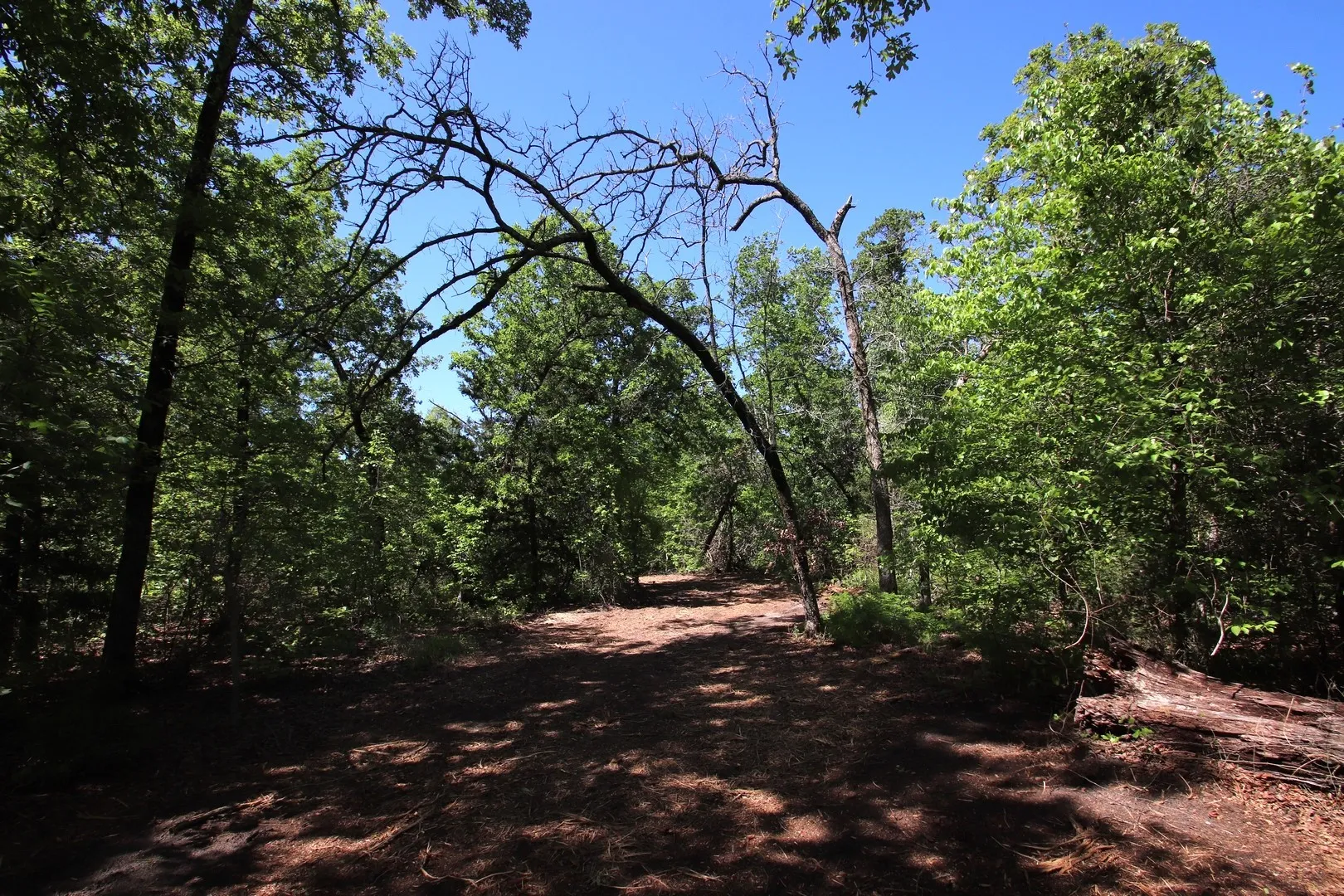 Unimproved Land For Sale in Wood County , TBD CR 4552, Winnsboro, Texas 75494, 0, 0, Garage spaces, 0 Sqft, built in 0, mls#21242821, Real Estate Agent in Winnsboro, Homes For Sale in Wood county, Homes For Sale in Winnsboro, Realtor in Winnsboro Texas, Real Estate Brokerage Independent Realty Texas, Luminita Cordes Realtor