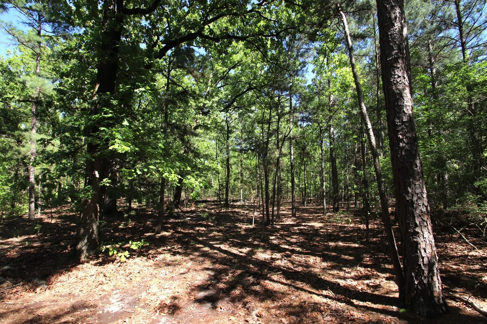 Unimproved Land For Sale in Wood County , TBD CR 4552, Winnsboro, Texas 75494, 0, 0, Garage spaces, 0 Sqft, built in 0, mls#21242821, Real Estate Agent in Winnsboro, Homes For Sale in Wood county, Homes For Sale in Winnsboro, Realtor in Winnsboro Texas, Real Estate Brokerage Independent Realty Texas, Luminita Cordes Realtor