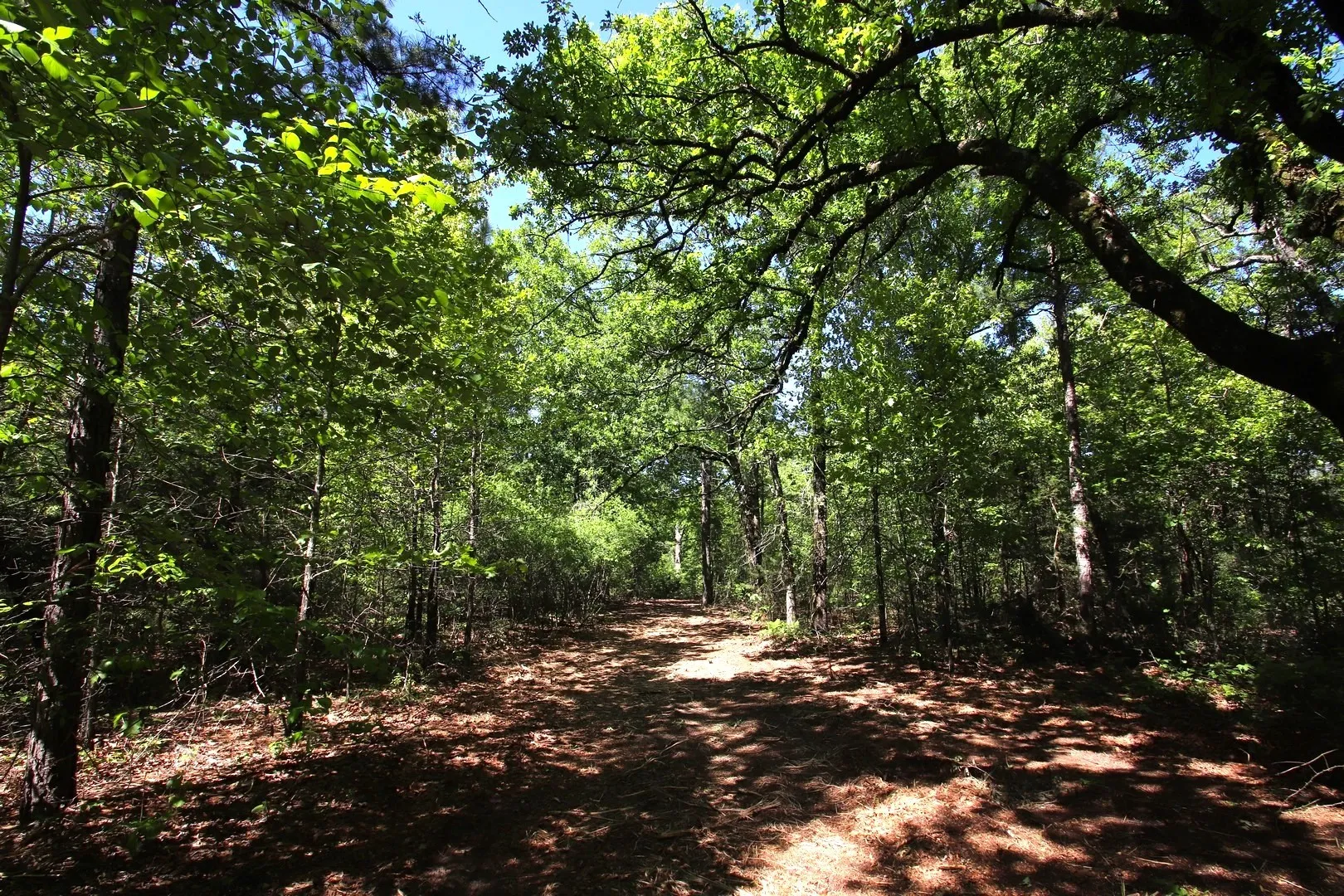 Unimproved Land For Sale in Wood County , TBD CR 4552, Winnsboro, Texas 75494, 0, 0, Garage spaces, 0 Sqft, built in 0, mls#21242821, Real Estate Agent in Winnsboro, Homes For Sale in Wood county, Homes For Sale in Winnsboro, Realtor in Winnsboro Texas, Real Estate Brokerage Independent Realty Texas, Luminita Cordes Realtor