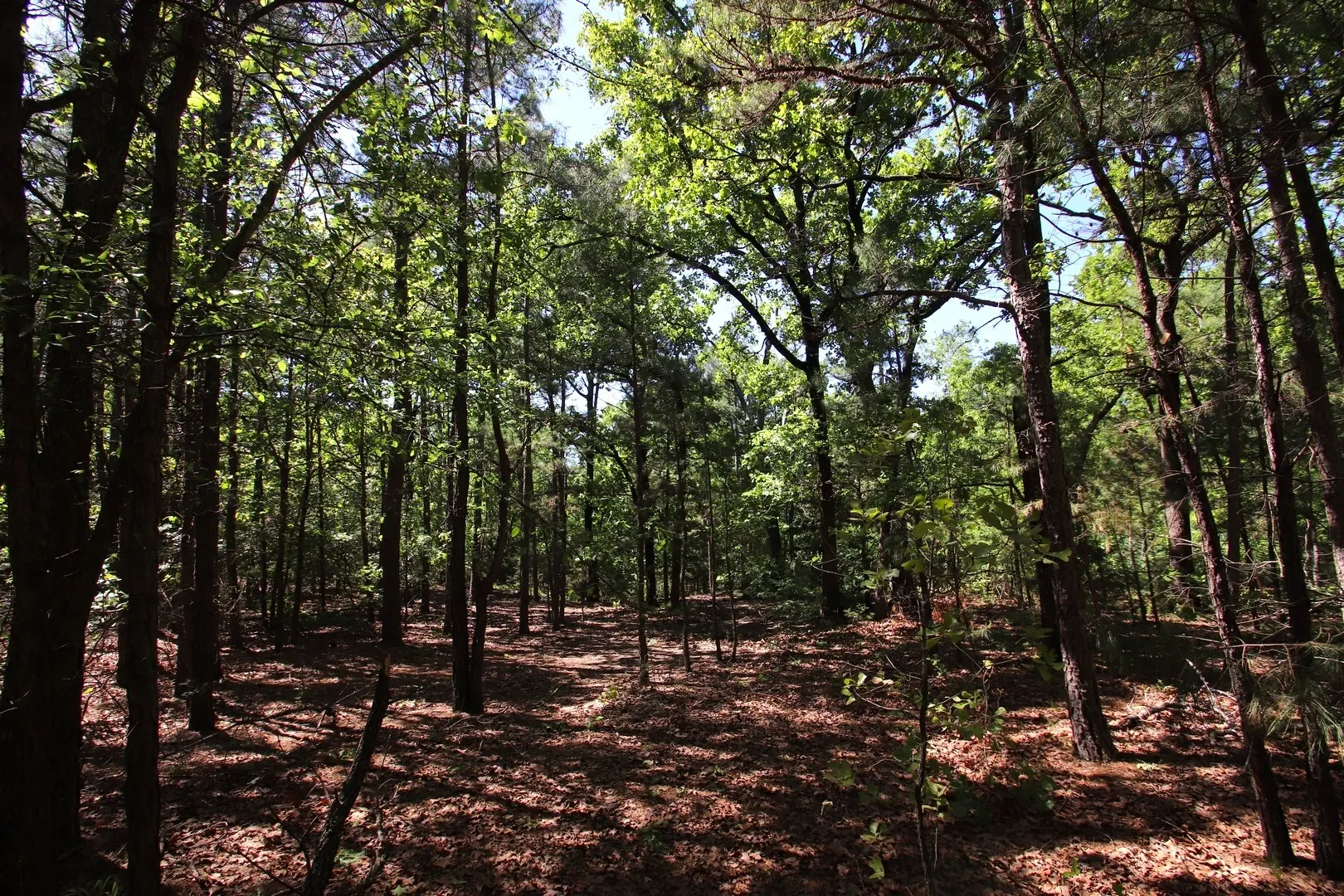 Unimproved Land For Sale in Wood County , TBD CR 4552, Winnsboro, Texas 75494, 0, 0, Garage spaces, 0 Sqft, built in 0, mls#21242821, Real Estate Agent in Winnsboro, Homes For Sale in Wood county, Homes For Sale in Winnsboro, Realtor in Winnsboro Texas, Real Estate Brokerage Independent Realty Texas, Luminita Cordes Realtor