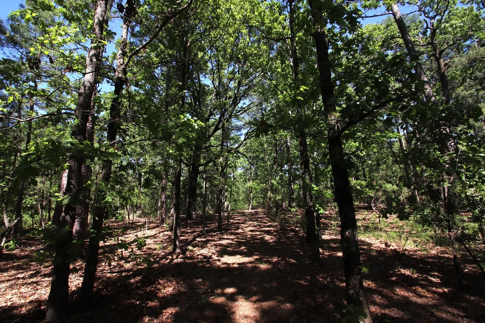Unimproved Land For Sale in Wood County , TBD CR 4552, Winnsboro, Texas 75494, 0, 0, Garage spaces, 0 Sqft, built in 0, mls#21242821, Real Estate Agent in Winnsboro, Homes For Sale in Wood county, Homes For Sale in Winnsboro, Realtor in Winnsboro Texas, Real Estate Brokerage Independent Realty Texas, Luminita Cordes Realtor