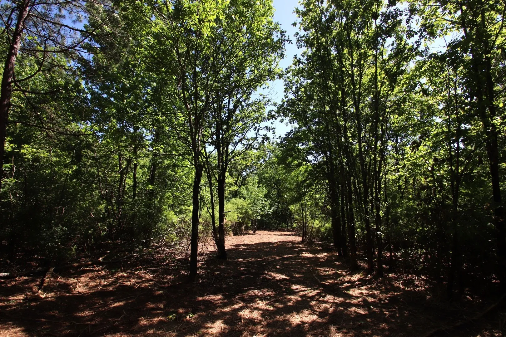 Unimproved Land For Sale in Wood County , TBD CR 4552, Winnsboro, Texas 75494, 0, 0, Garage spaces, 0 Sqft, built in 0, mls#21242821, Real Estate Agent in Winnsboro, Homes For Sale in Wood county, Homes For Sale in Winnsboro, Realtor in Winnsboro Texas, Real Estate Brokerage Independent Realty Texas, Luminita Cordes Realtor