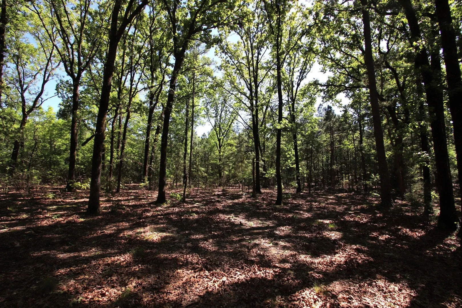 Unimproved Land For Sale in Wood County , TBD CR 4552, Winnsboro, Texas 75494, 0, 0, Garage spaces, 0 Sqft, built in 0, mls#21242821, Real Estate Agent in Winnsboro, Homes For Sale in Wood county, Homes For Sale in Winnsboro, Realtor in Winnsboro Texas, Real Estate Brokerage Independent Realty Texas, Luminita Cordes Realtor