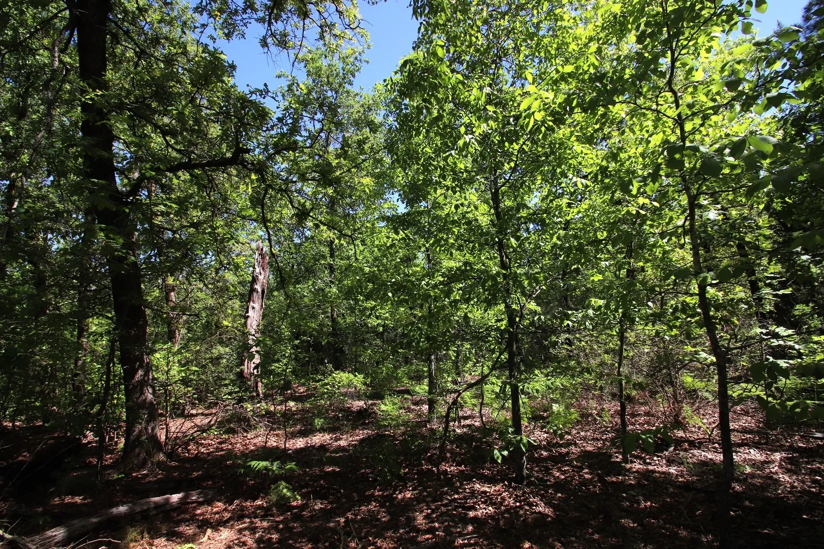 Unimproved Land For Sale in Wood County , TBD CR 4552, Winnsboro, Texas 75494, 0, 0, Garage spaces, 0 Sqft, built in 0, mls#21242821, Real Estate Agent in Winnsboro, Homes For Sale in Wood county, Homes For Sale in Winnsboro, Realtor in Winnsboro Texas, Real Estate Brokerage Independent Realty Texas, Luminita Cordes Realtor