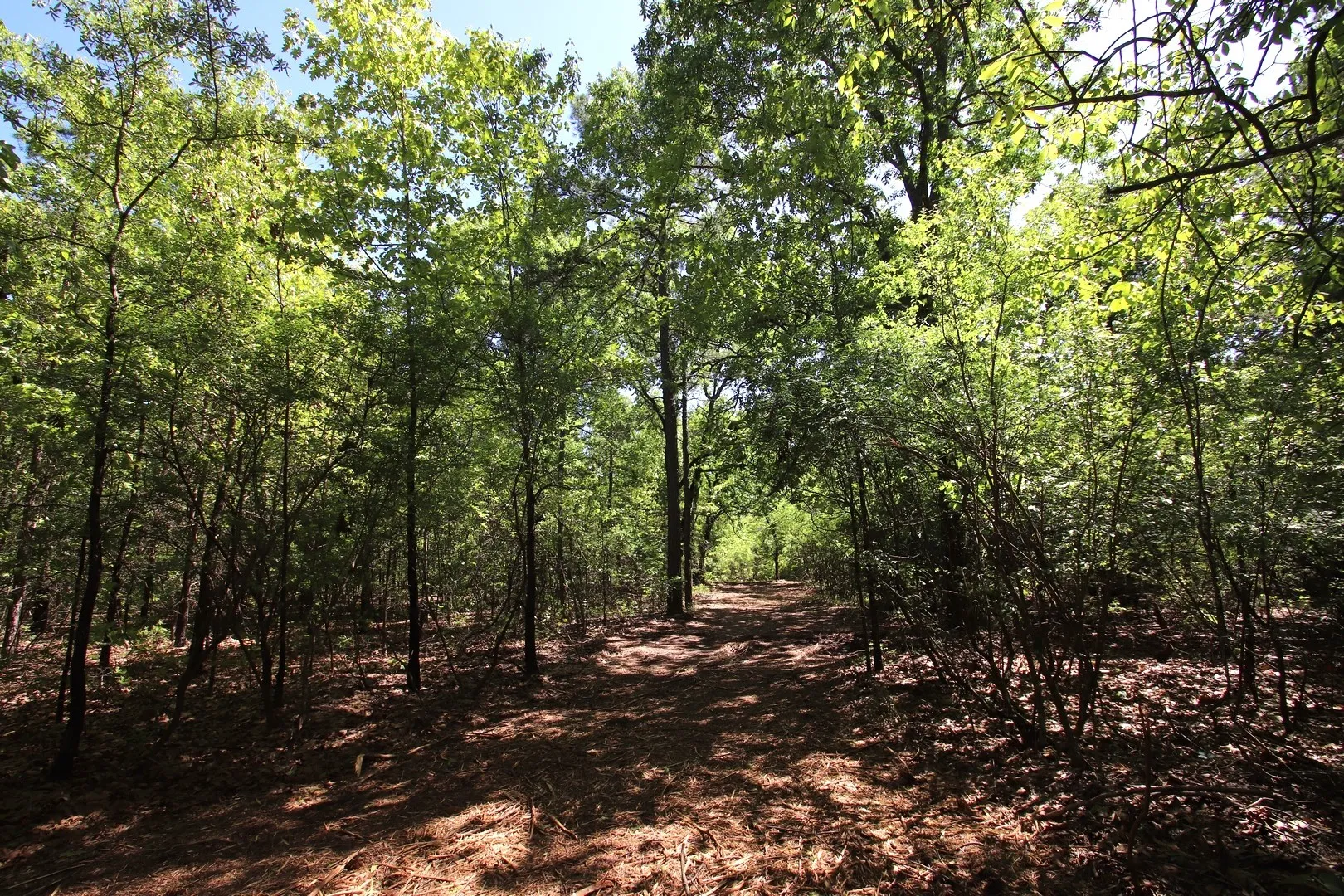 Unimproved Land For Sale in Wood County , TBD CR 4552, Winnsboro, Texas 75494, 0, 0, Garage spaces, 0 Sqft, built in 0, mls#21242821, Real Estate Agent in Winnsboro, Homes For Sale in Wood county, Homes For Sale in Winnsboro, Realtor in Winnsboro Texas, Real Estate Brokerage Independent Realty Texas, Luminita Cordes Realtor