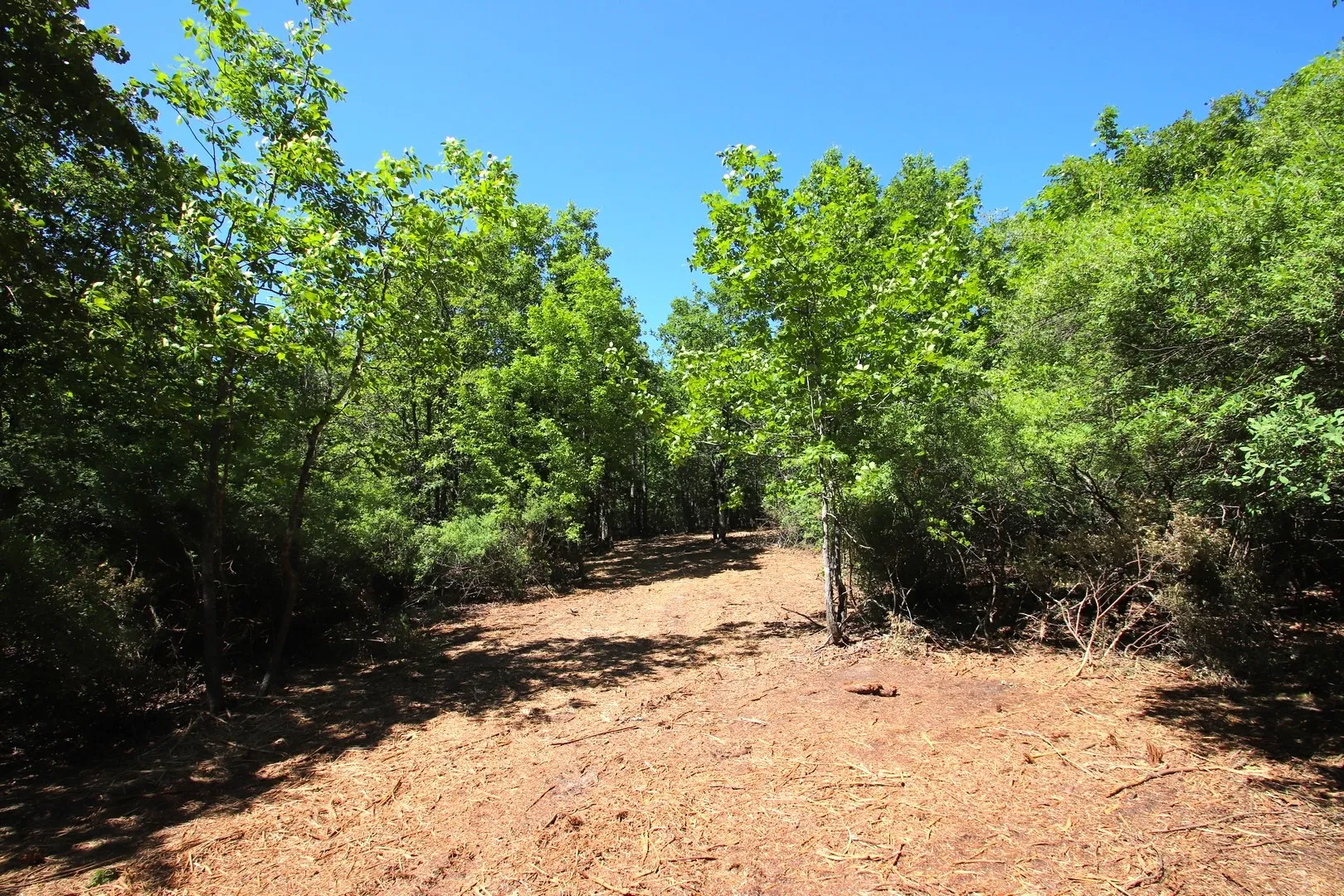 Unimproved Land For Sale in Wood County , TBD CR 4552, Winnsboro, Texas 75494, 0, 0, Garage spaces, 0 Sqft, built in 0, mls#21242821, Real Estate Agent in Winnsboro, Homes For Sale in Wood county, Homes For Sale in Winnsboro, Realtor in Winnsboro Texas, Real Estate Brokerage Independent Realty Texas, Luminita Cordes Realtor