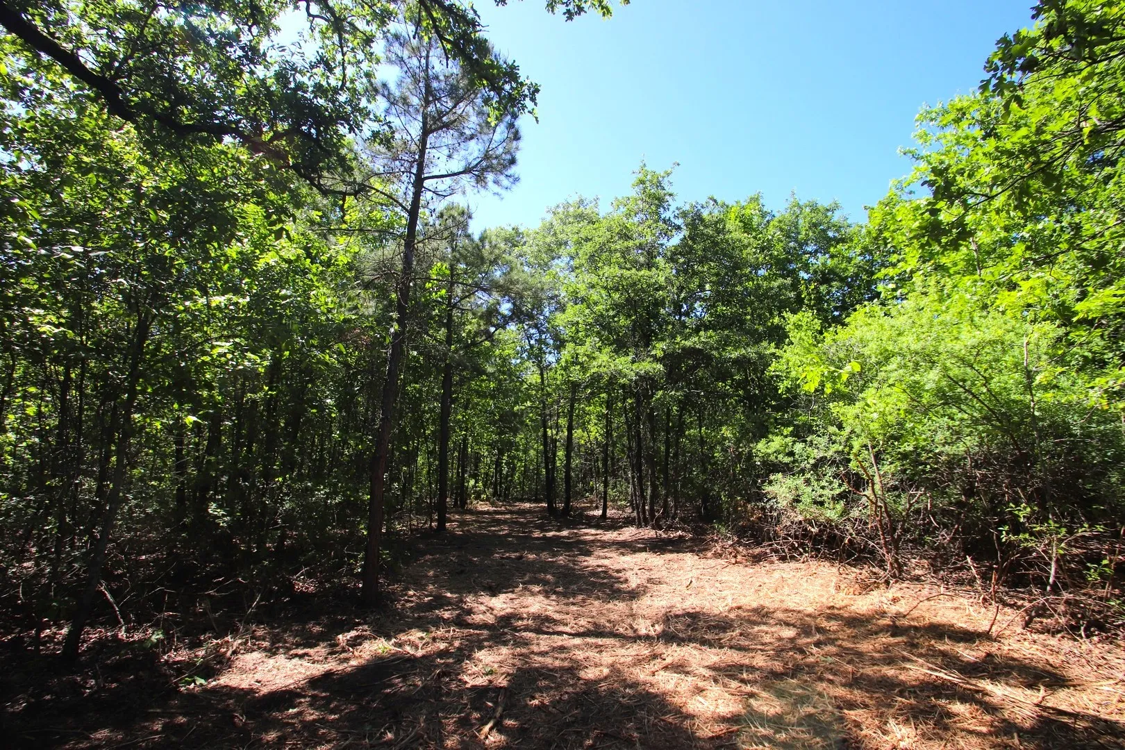 Unimproved Land For Sale in Wood County , TBD CR 4552, Winnsboro, Texas 75494, 0, 0, Garage spaces, 0 Sqft, built in 0, mls#21242821, Real Estate Agent in Winnsboro, Homes For Sale in Wood county, Homes For Sale in Winnsboro, Realtor in Winnsboro Texas, Real Estate Brokerage Independent Realty Texas, Luminita Cordes Realtor
