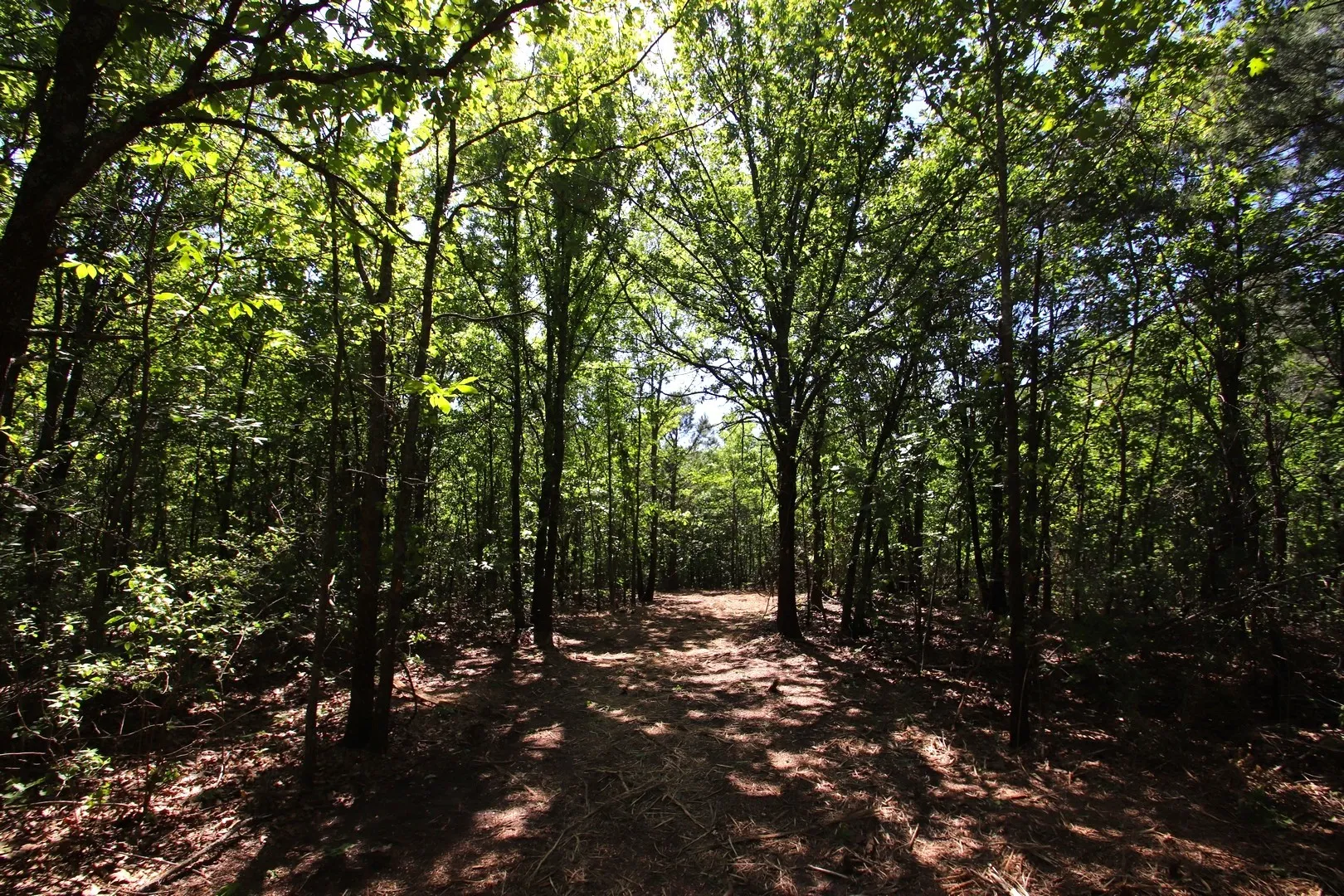 Unimproved Land For Sale in Wood County , TBD CR 4552, Winnsboro, Texas 75494, 0, 0, Garage spaces, 0 Sqft, built in 0, mls#21242821, Real Estate Agent in Winnsboro, Homes For Sale in Wood county, Homes For Sale in Winnsboro, Realtor in Winnsboro Texas, Real Estate Brokerage Independent Realty Texas, Luminita Cordes Realtor