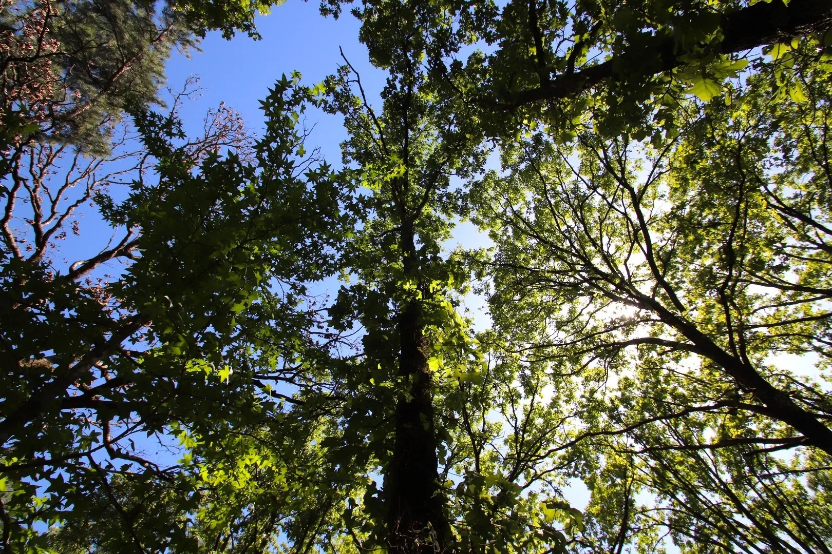 Unimproved Land For Sale in Wood County , TBD CR 4552, Winnsboro, Texas 75494, 0, 0, Garage spaces, 0 Sqft, built in 0, mls#21242821, Real Estate Agent in Winnsboro, Homes For Sale in Wood county, Homes For Sale in Winnsboro, Realtor in Winnsboro Texas, Real Estate Brokerage Independent Realty Texas, Luminita Cordes Realtor