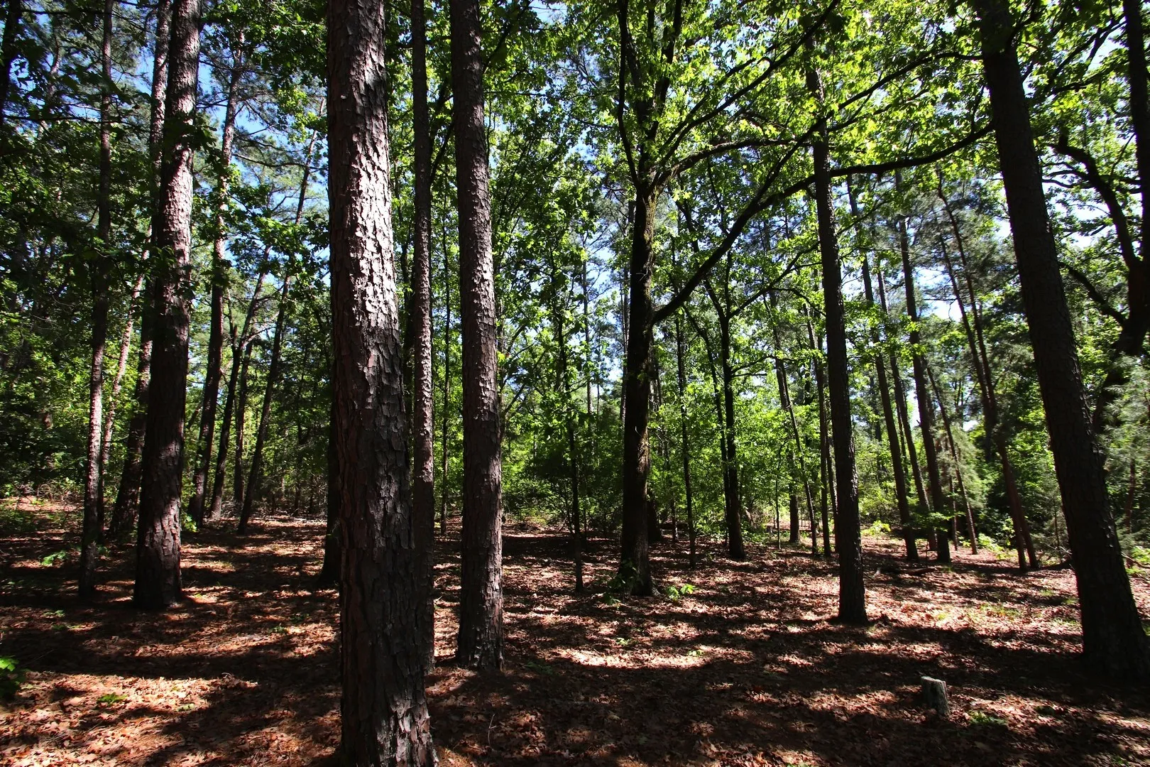 Unimproved Land For Sale in Wood County , TBD CR 4552, Winnsboro, Texas 75494, 0, 0, Garage spaces, 0 Sqft, built in 0, mls#21242821, Real Estate Agent in Winnsboro, Homes For Sale in Wood county, Homes For Sale in Winnsboro, Realtor in Winnsboro Texas, Real Estate Brokerage Independent Realty Texas, Luminita Cordes Realtor