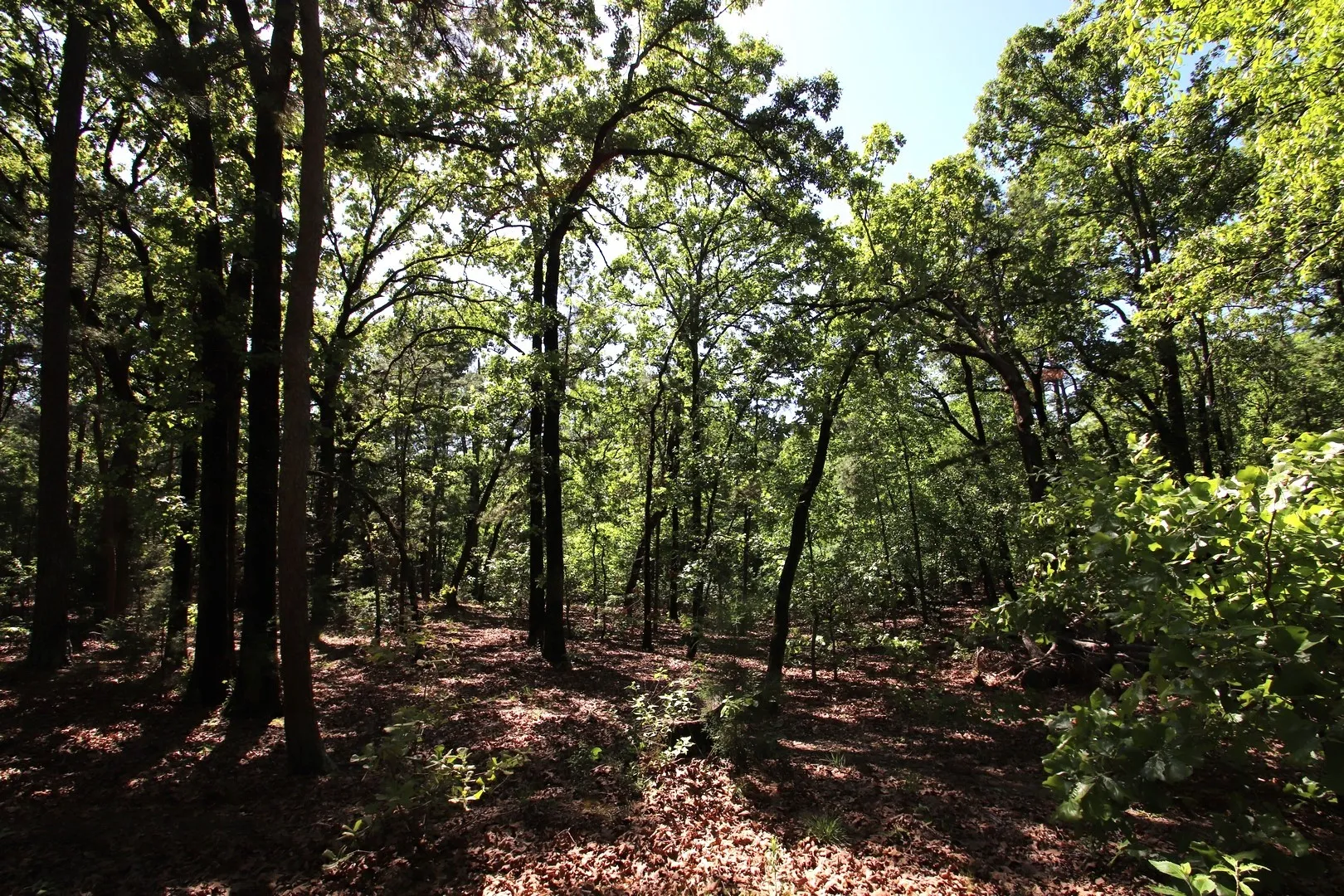 Unimproved Land For Sale in Wood County , TBD CR 4552, Winnsboro, Texas 75494, 0, 0, Garage spaces, 0 Sqft, built in 0, mls#21242821, Real Estate Agent in Winnsboro, Homes For Sale in Wood county, Homes For Sale in Winnsboro, Realtor in Winnsboro Texas, Real Estate Brokerage Independent Realty Texas, Luminita Cordes Realtor