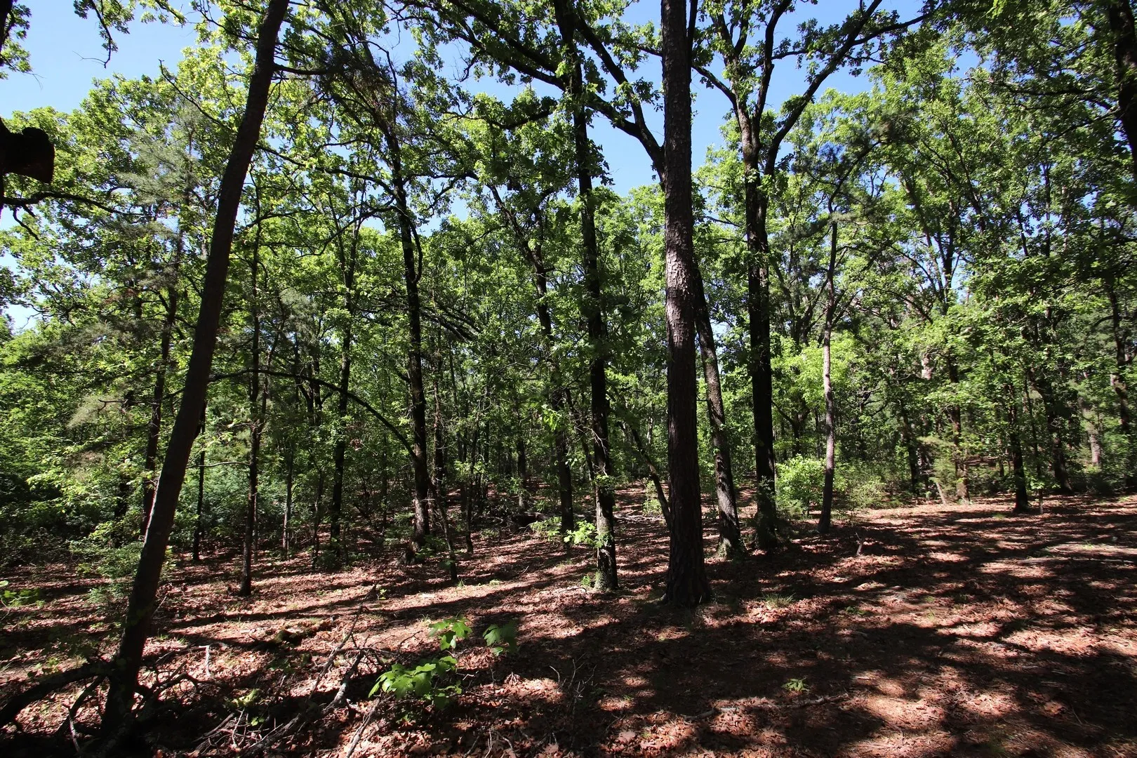 Unimproved Land For Sale in Wood County , TBD CR 4552, Winnsboro, Texas 75494, 0, 0, Garage spaces, 0 Sqft, built in 0, mls#21242821, Real Estate Agent in Winnsboro, Homes For Sale in Wood county, Homes For Sale in Winnsboro, Realtor in Winnsboro Texas, Real Estate Brokerage Independent Realty Texas, Luminita Cordes Realtor