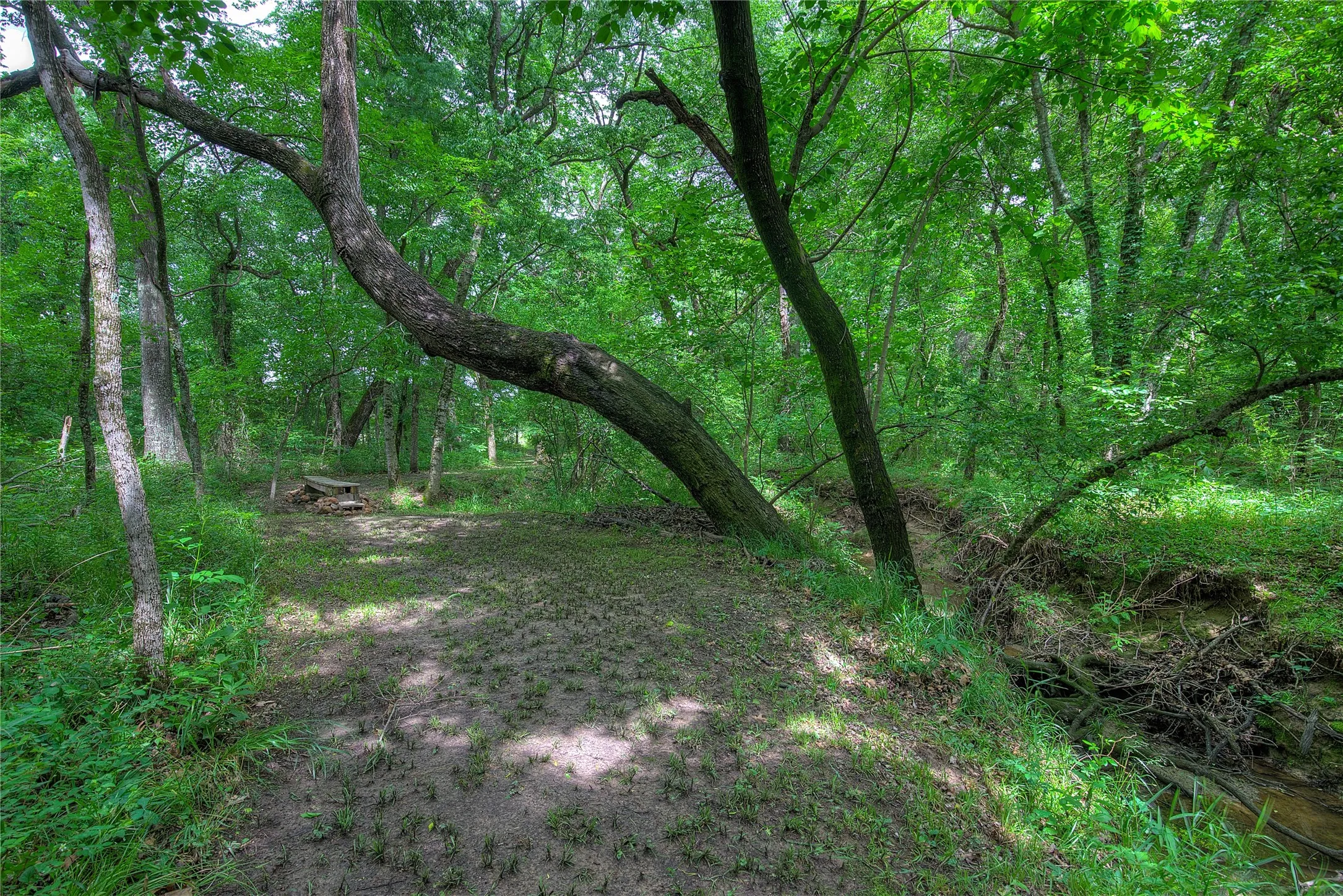 Woooded trails