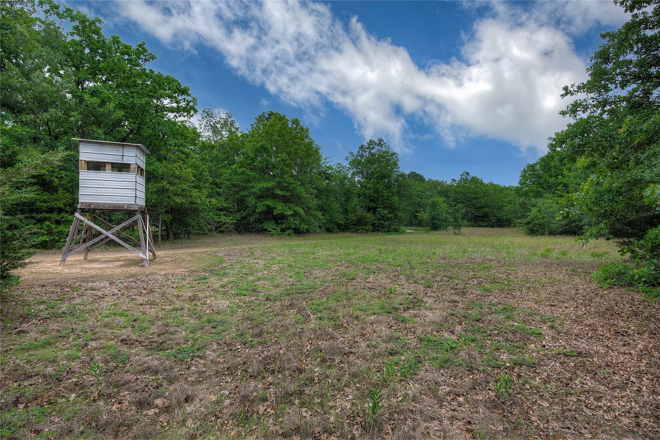 Open area with deerstand