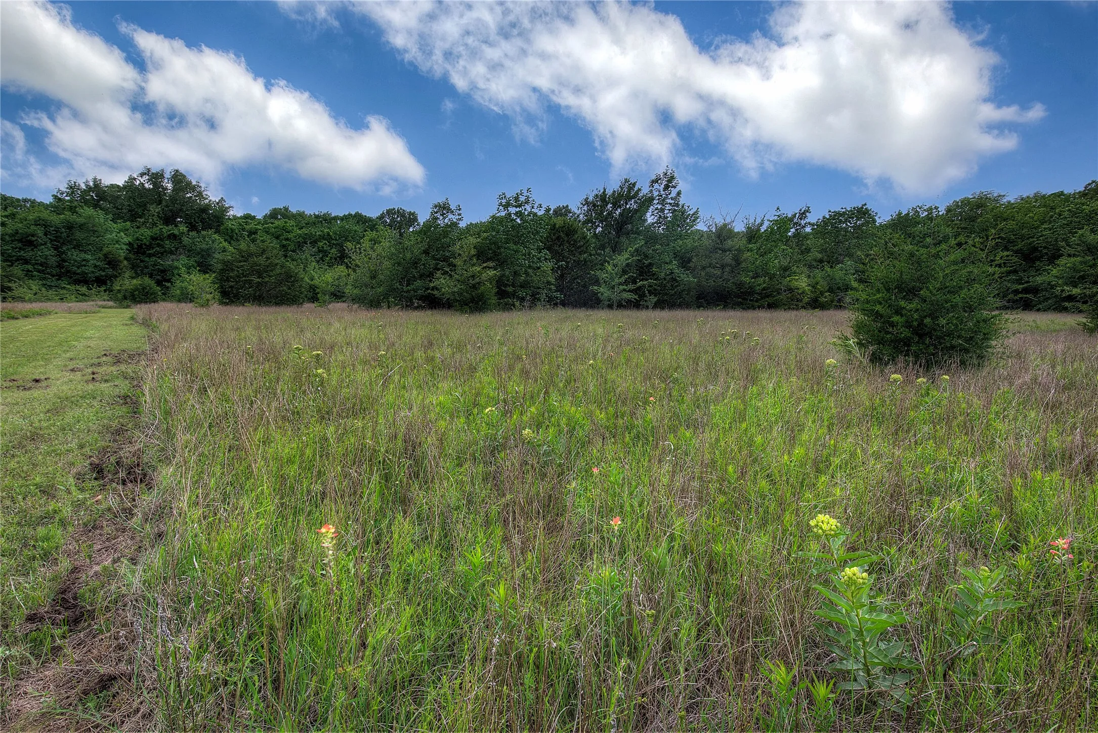 Native grasses and wildflowers