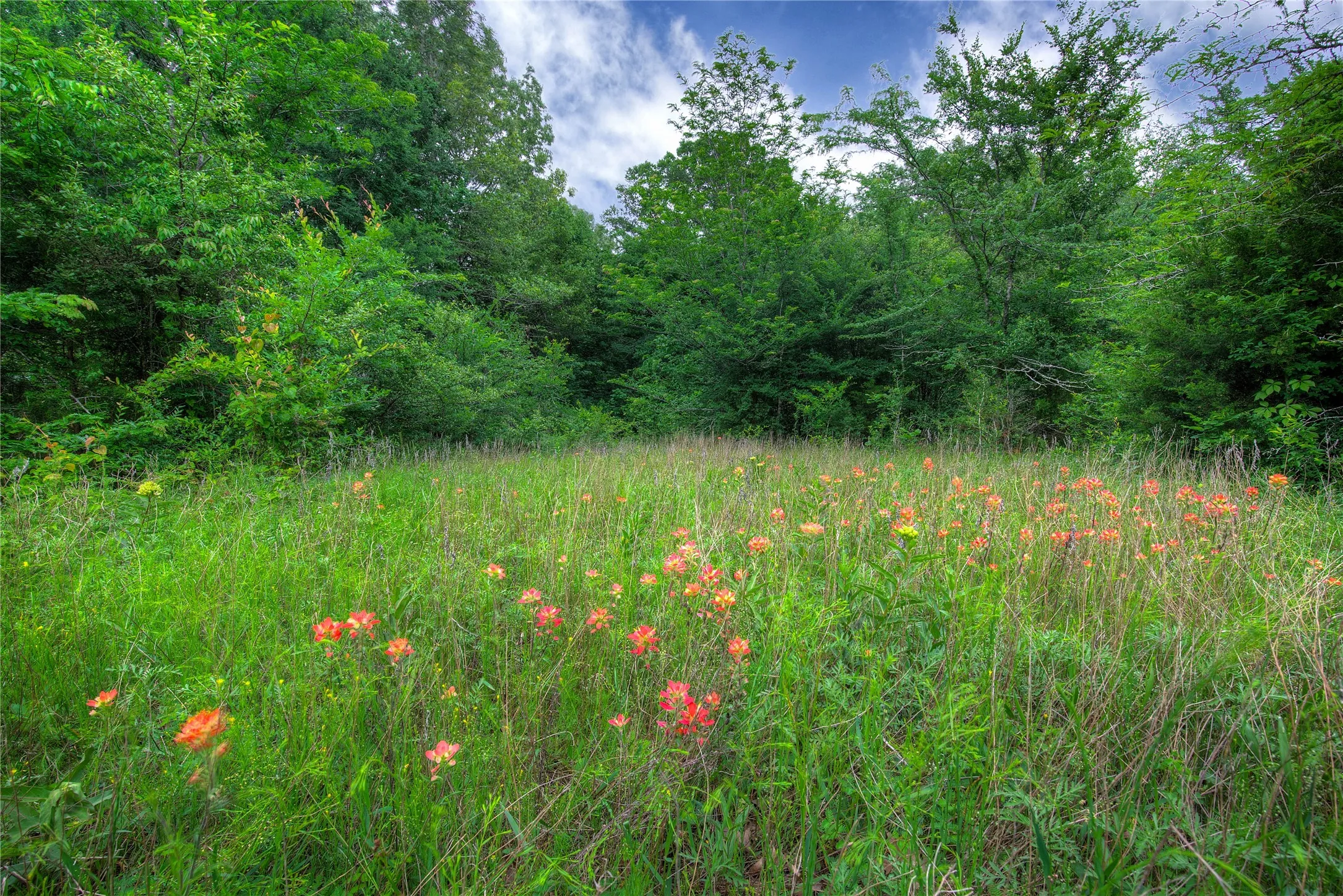 Native wildflowers