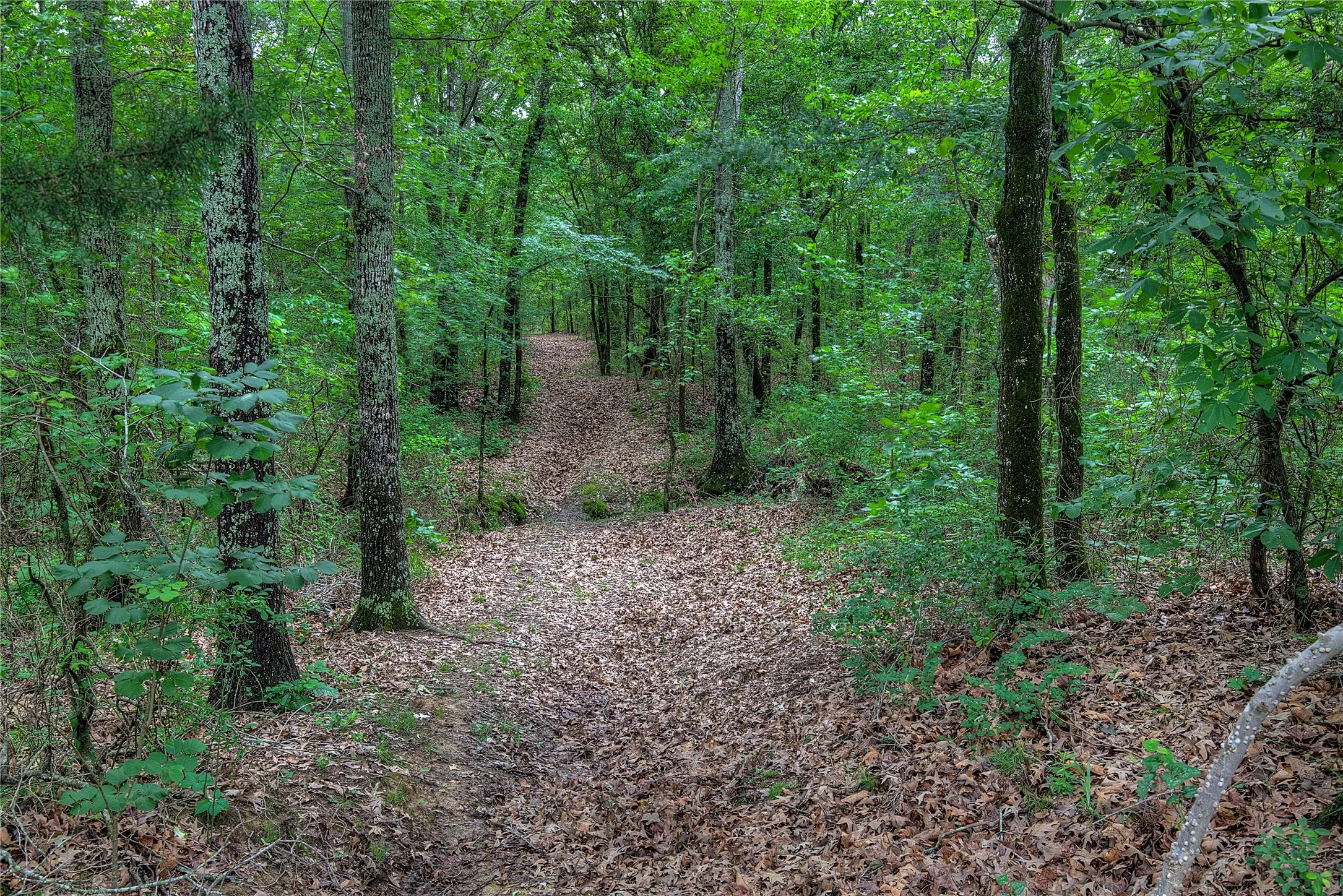 Wooded Trails