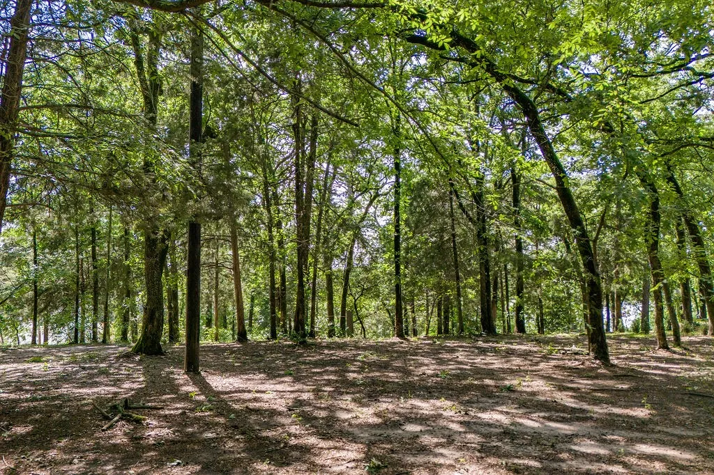Improved Land For Sale in Franklin (TX) County , 784 Camp Cypress Trail, Winnsboro, Texas 75494, 0, 0, Garage spaces, 0 Sqft, built in 0, mls#21250075, Real Estate Agent in Winnsboro, Homes For Sale in Franklin (TX) county, Homes For Sale in Winnsboro, Realtor in Winnsboro Texas, Real Estate Brokerage Independent Realty Texas, Luminita Cordes Realtor