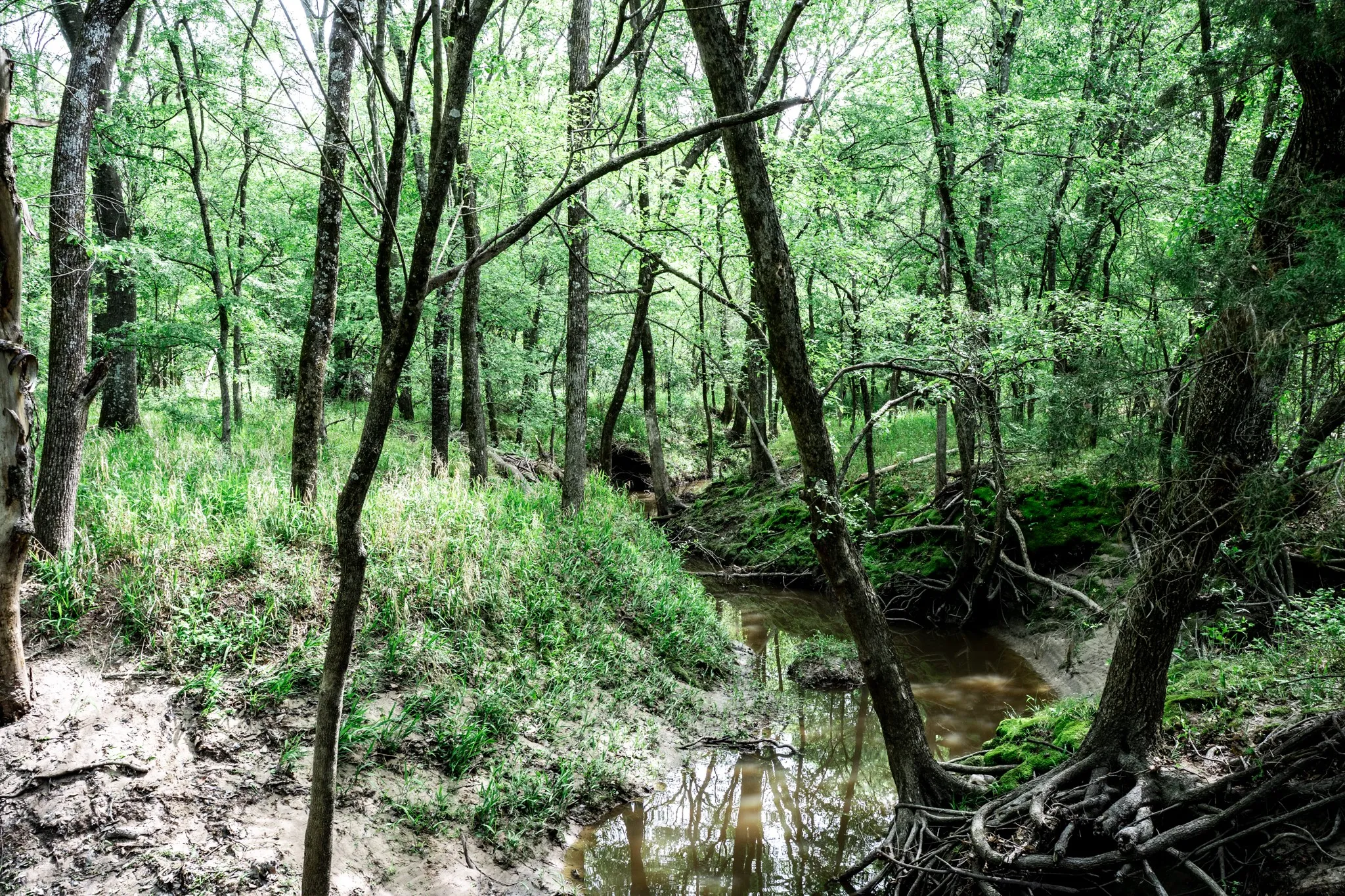 Unimproved Land For Sale in Hunt County , 000 FM 2101, Quinlan, Texas 75474, 0, 0, Garage spaces, 0 Sqft, built in 0, mls#21246899, Real Estate Agent in Quinlan, Homes For Sale in Hunt county, Homes For Sale in Quinlan, Realtor in Quinlan Texas, Real Estate Brokerage Independent Realty Texas, Luminita Cordes Realtor