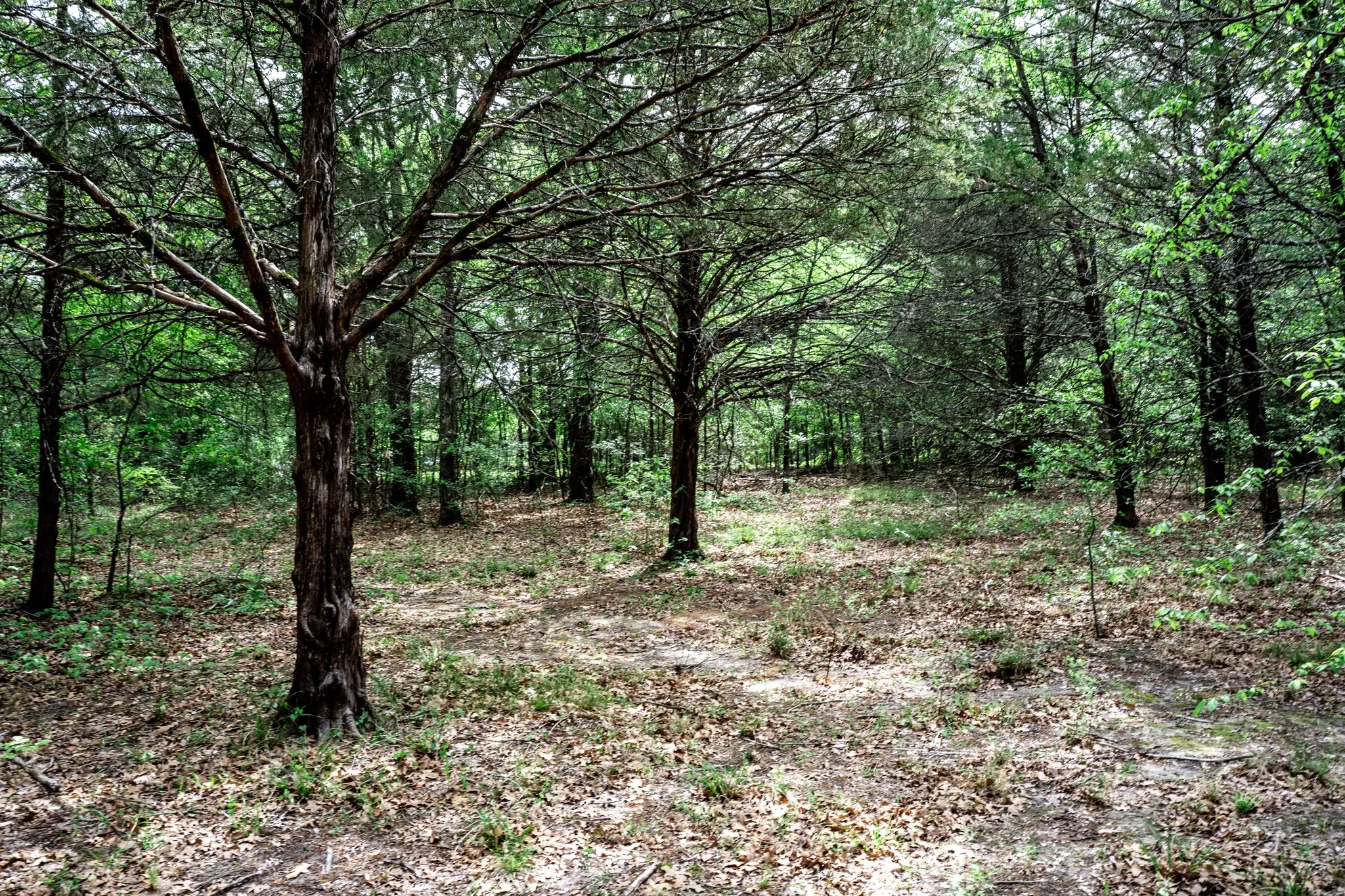 Unimproved Land For Sale in Hunt County , 000 FM 2101, Quinlan, Texas 75474, 0, 0, Garage spaces, 0 Sqft, built in 0, mls#21246899, Real Estate Agent in Quinlan, Homes For Sale in Hunt county, Homes For Sale in Quinlan, Realtor in Quinlan Texas, Real Estate Brokerage Independent Realty Texas, Luminita Cordes Realtor